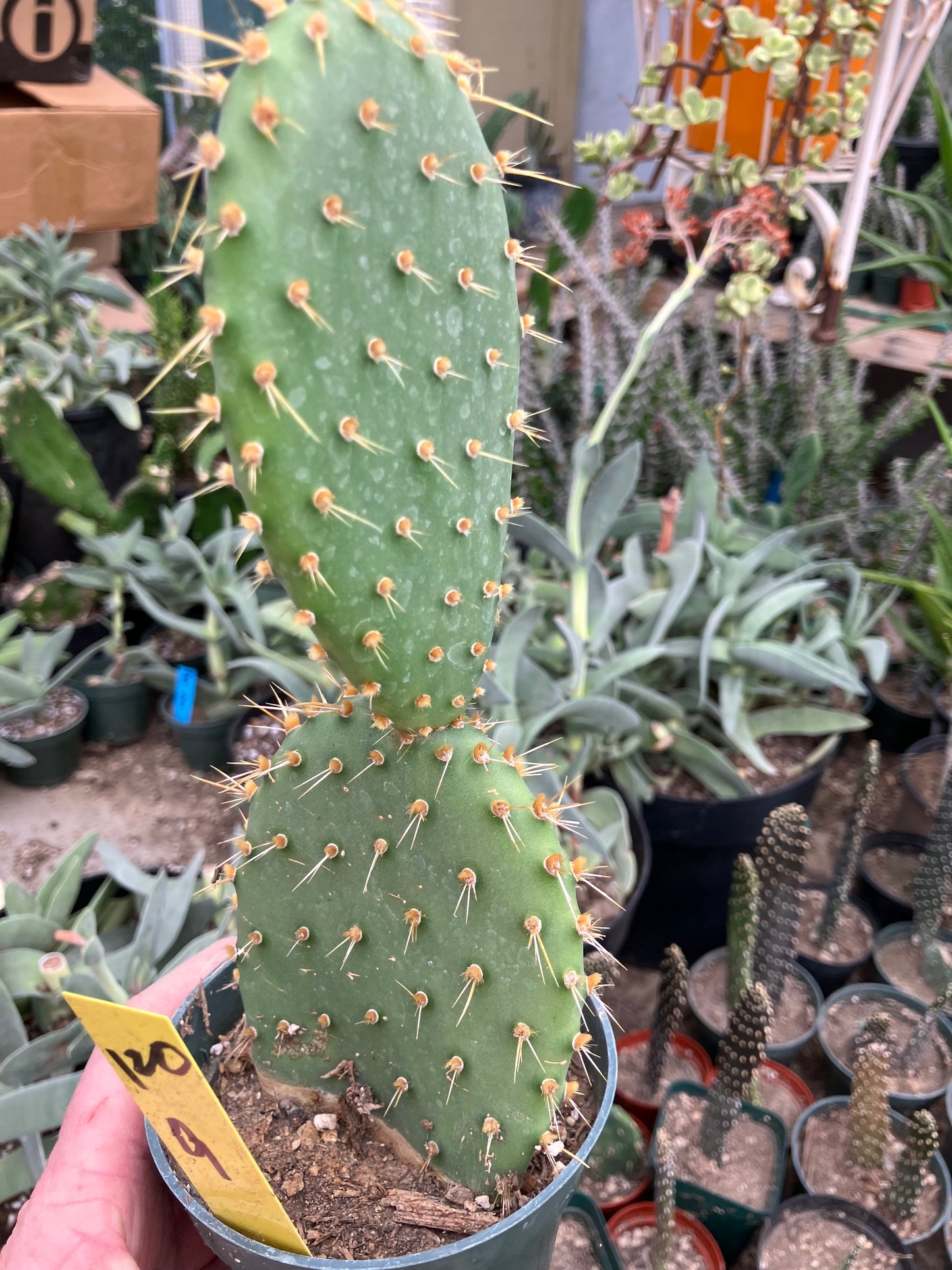 Opuntia engelmannii "Texas Prickly Pear" 9"Tall #120Y