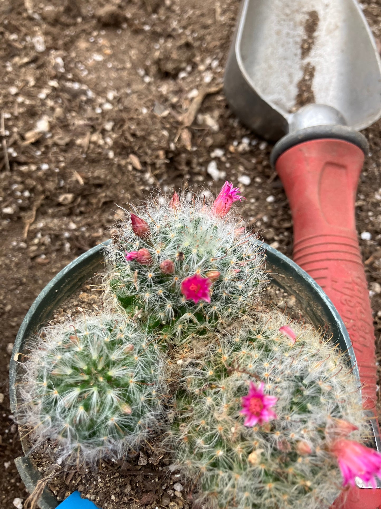 Mammillaria bocasana rosalviflora Powder Puff Cluster 4"W #31B "This Plant"