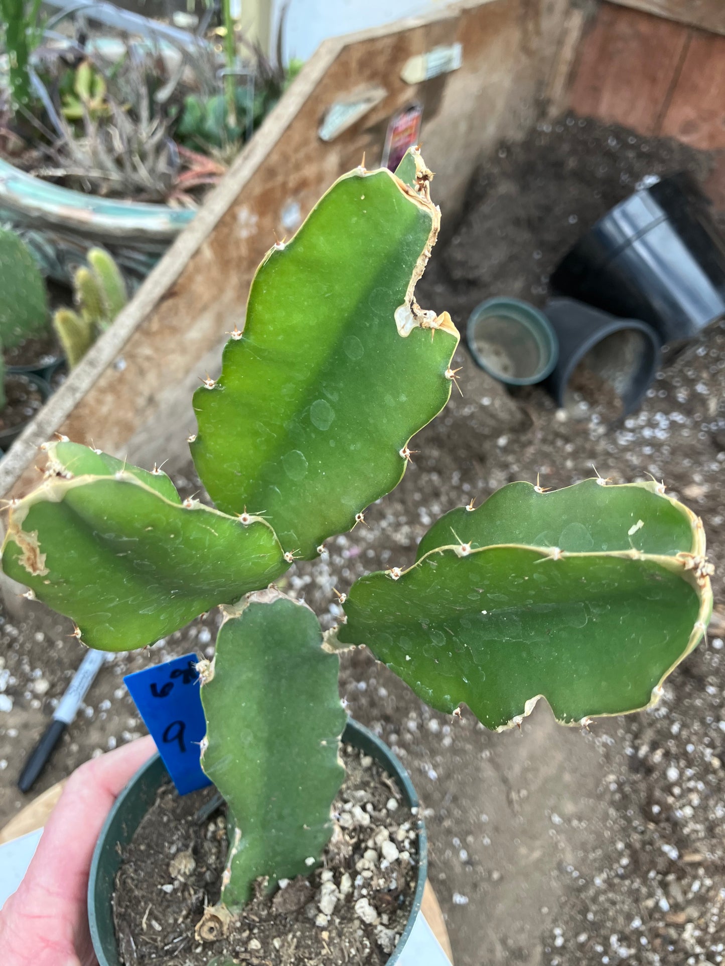 Dragon Fruit Plant Rooted Pitaya or Pitahaya 9" Tall #68B