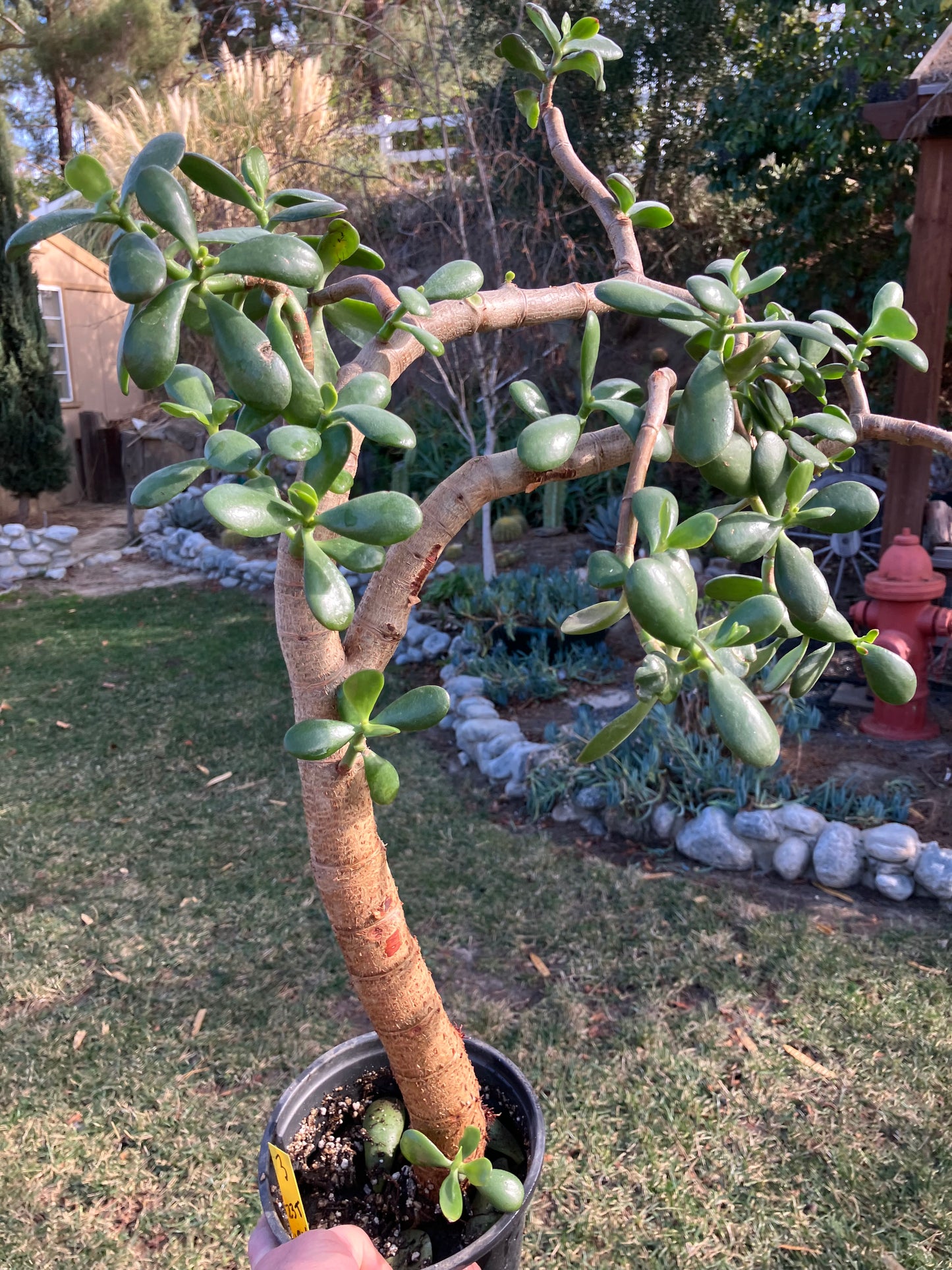 Crassula Ovata Money Jade 23”T 18W #3Y