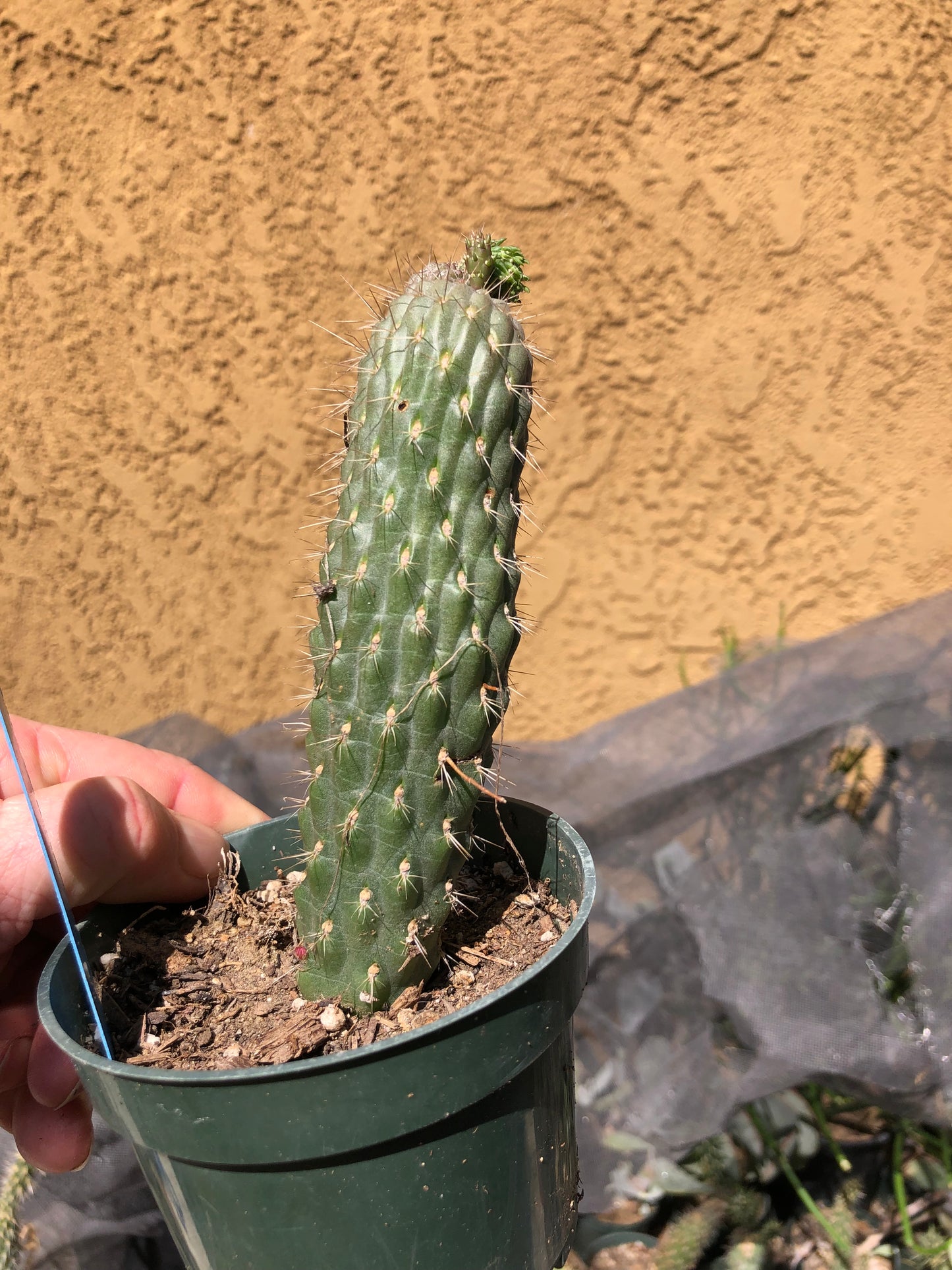 Cylindropuntia fulgida Cholla Boxing Glove Cactus Crest 6"Tall #69B