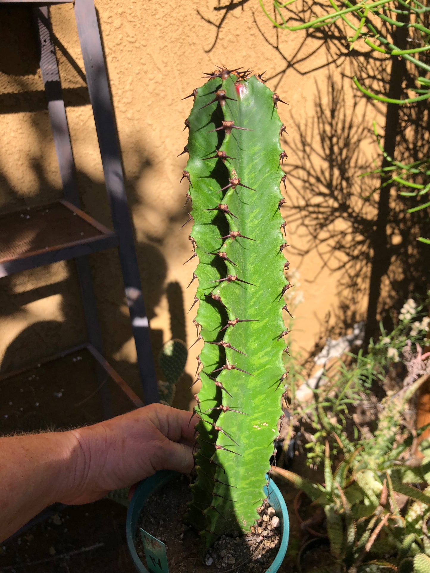 (Euphorbia ingens Candelabra Tree 14”Tall #140G