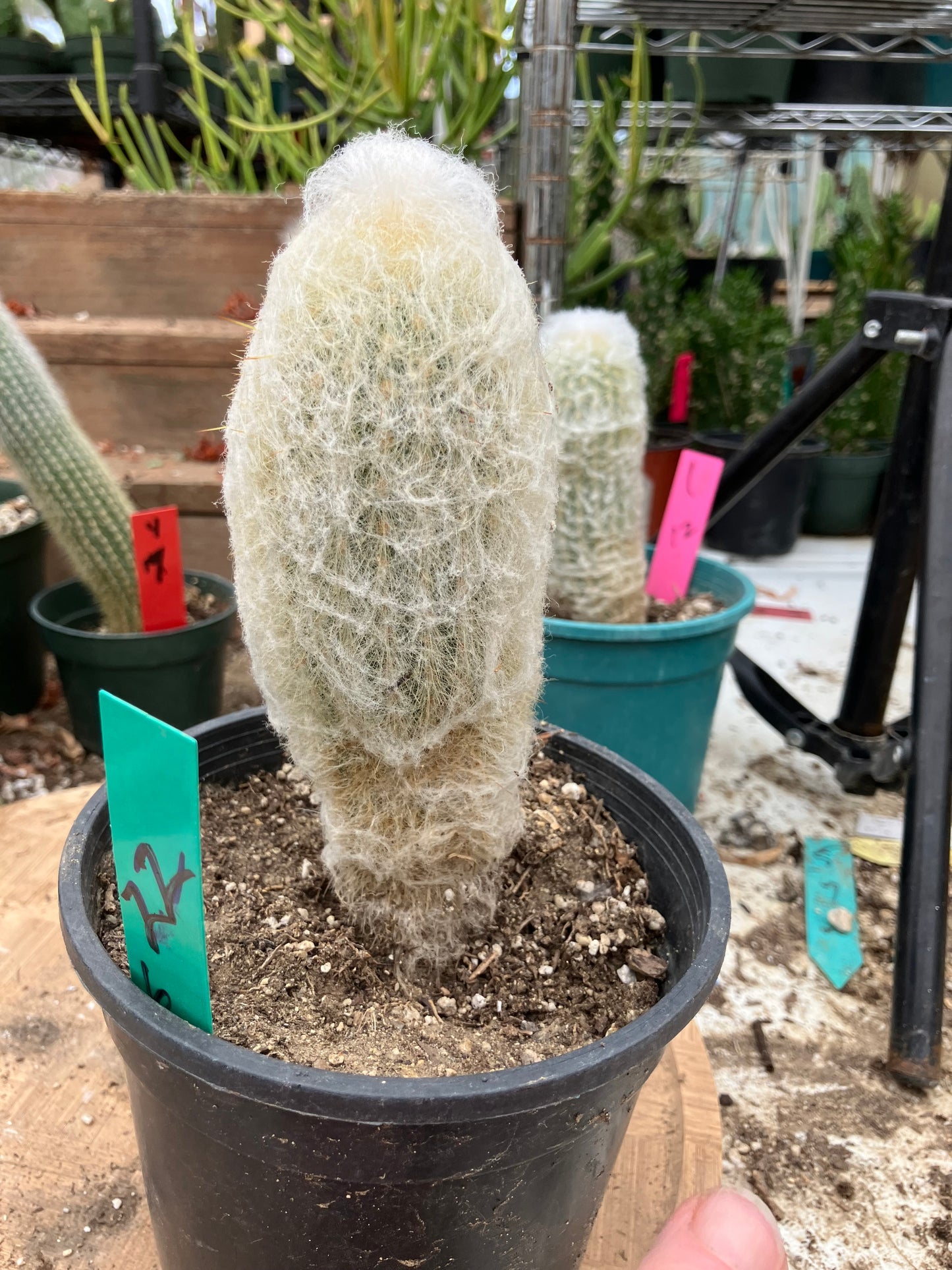 Espostoa lanata Old Man of the Mountain 6"Tall 7"Circumference #22G