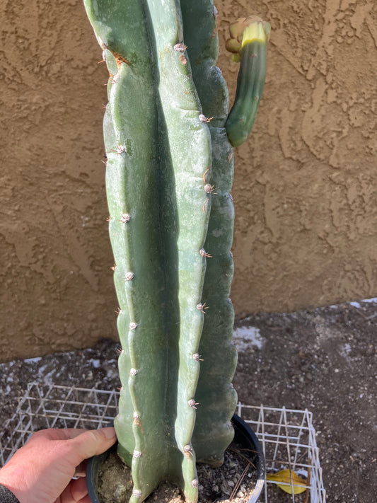 Cereus Peruvianus Night Blooming 17”Tall