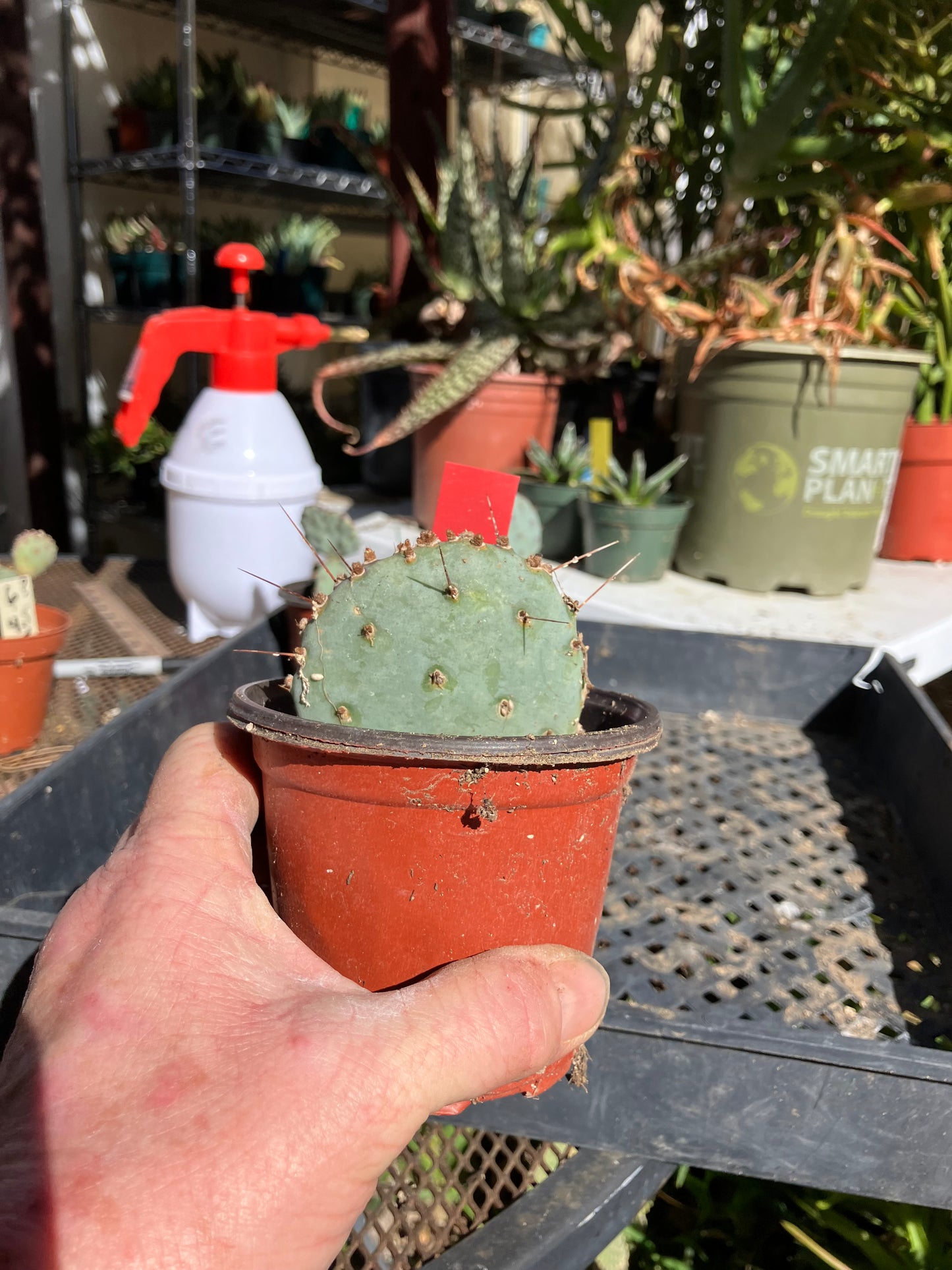 Opuntia Santa Rita Purple Prickly Pear 3”Tall #30R