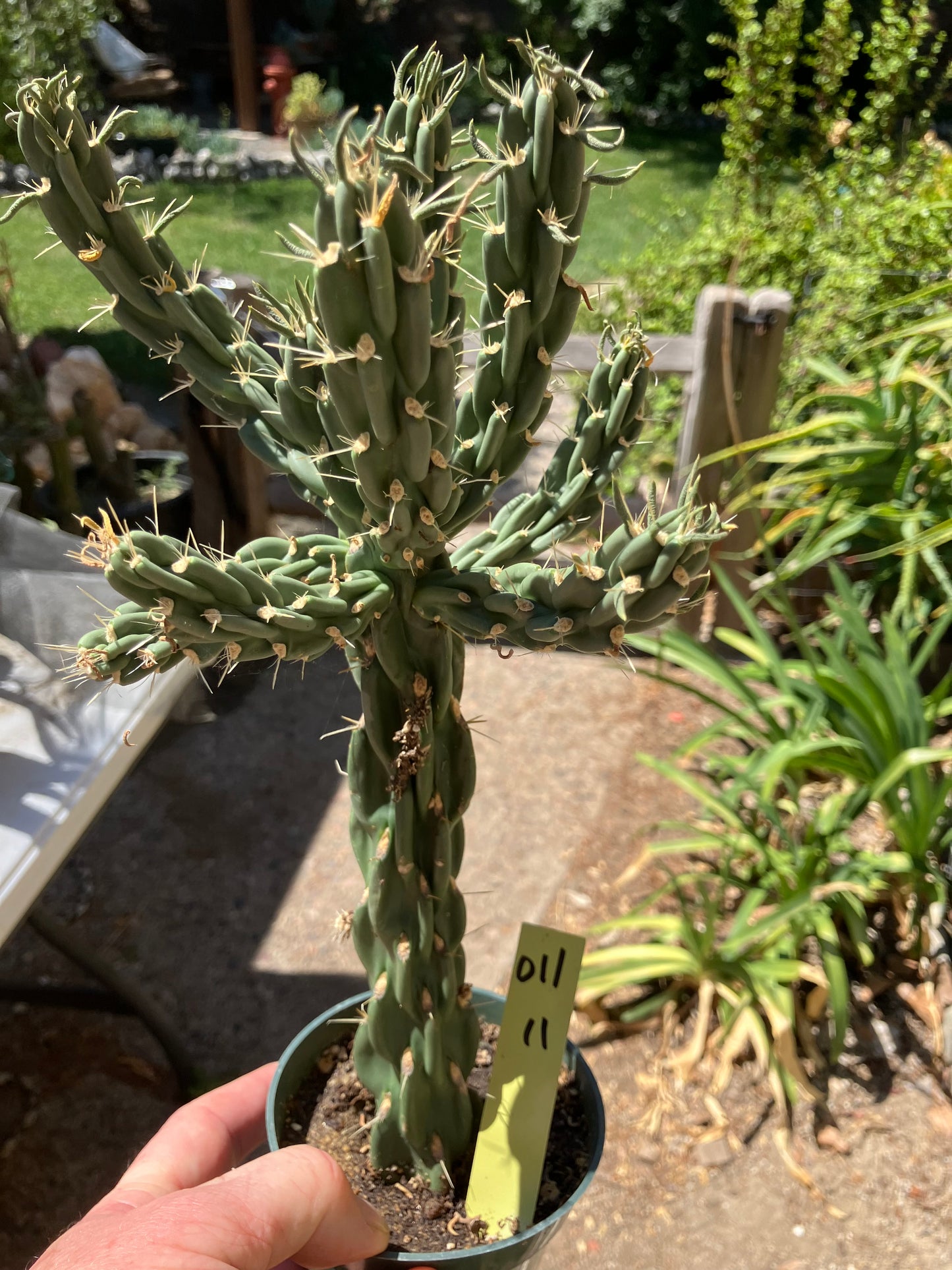 Cholla Cylindropuntia Buckhorn Cactus 12”Tall #011Y