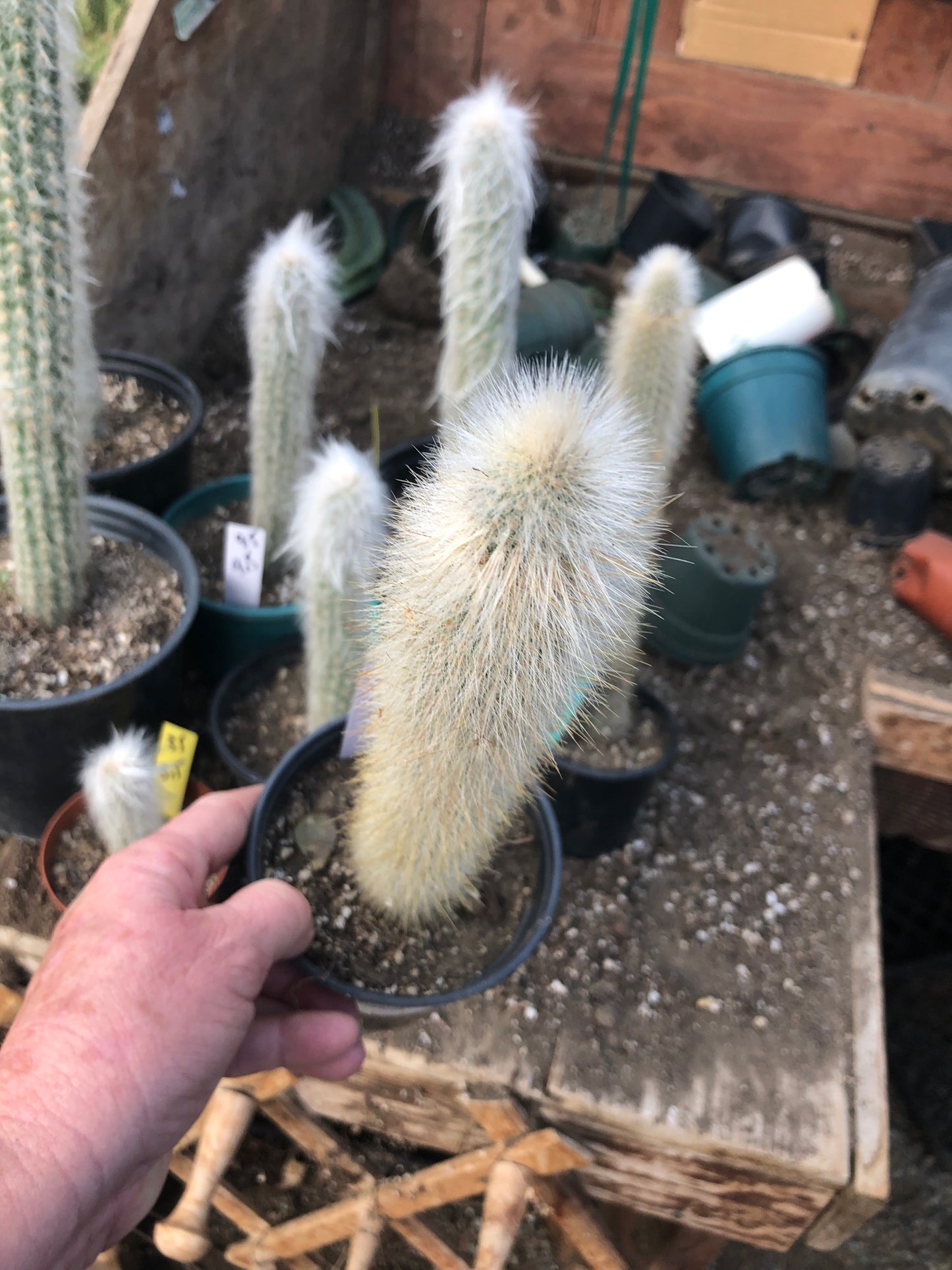 Cleistocactus Strausii Silver Torch Cactus 11”Tall #11W