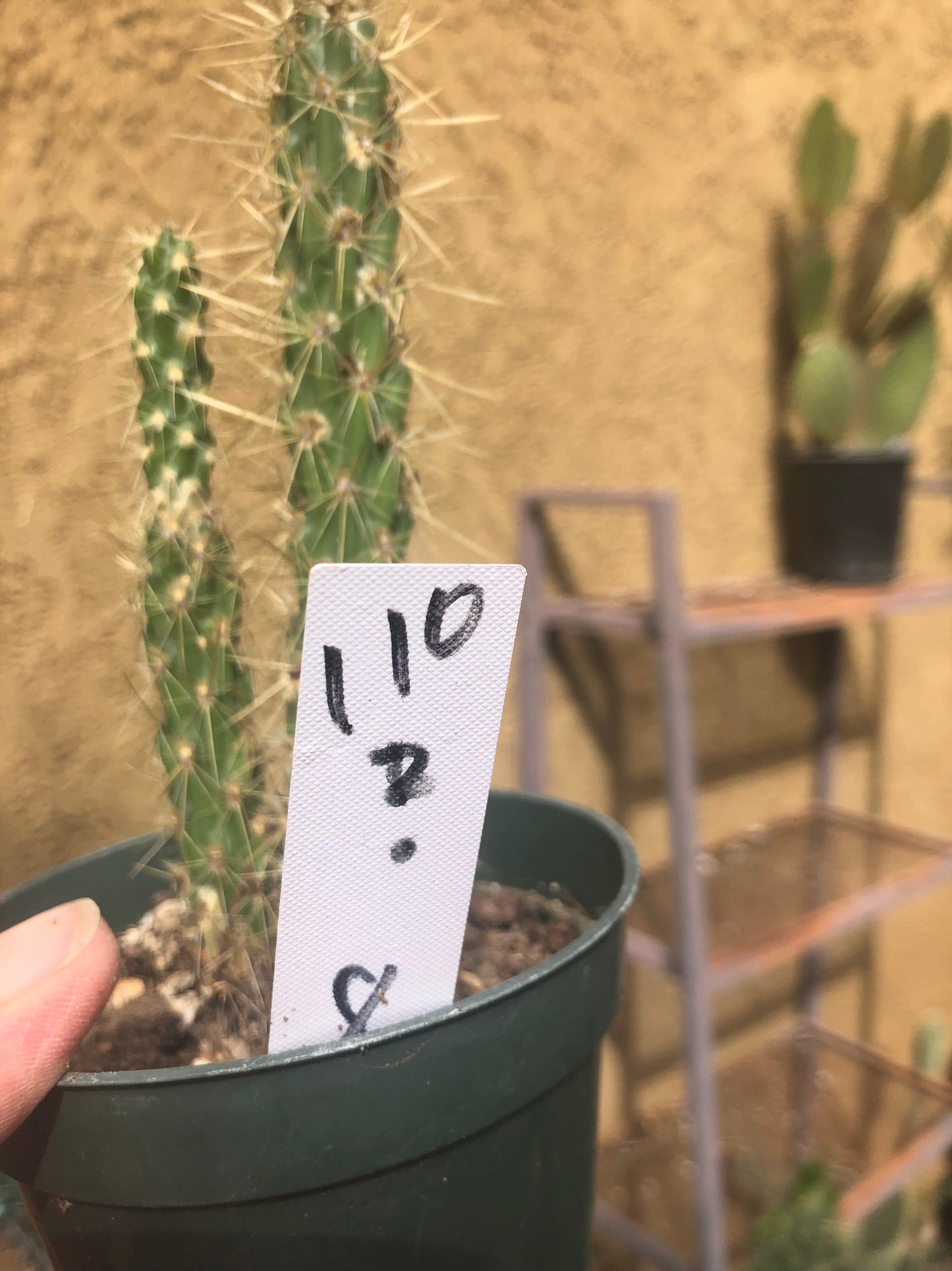 Cholla Cylindropuntia  Buckhorn 8"Tall #110