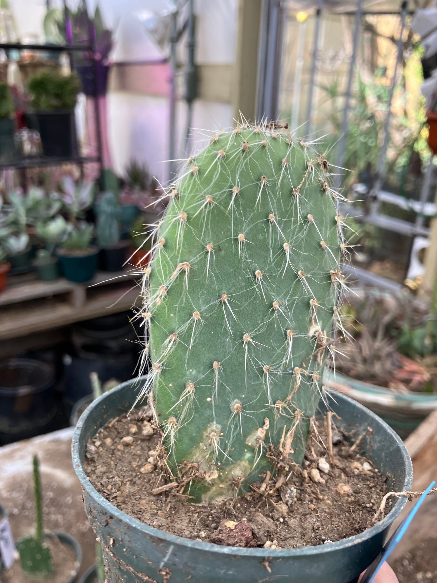 Opuntia pailana "White Thorned" Prickly Pear 4"Tall #11B