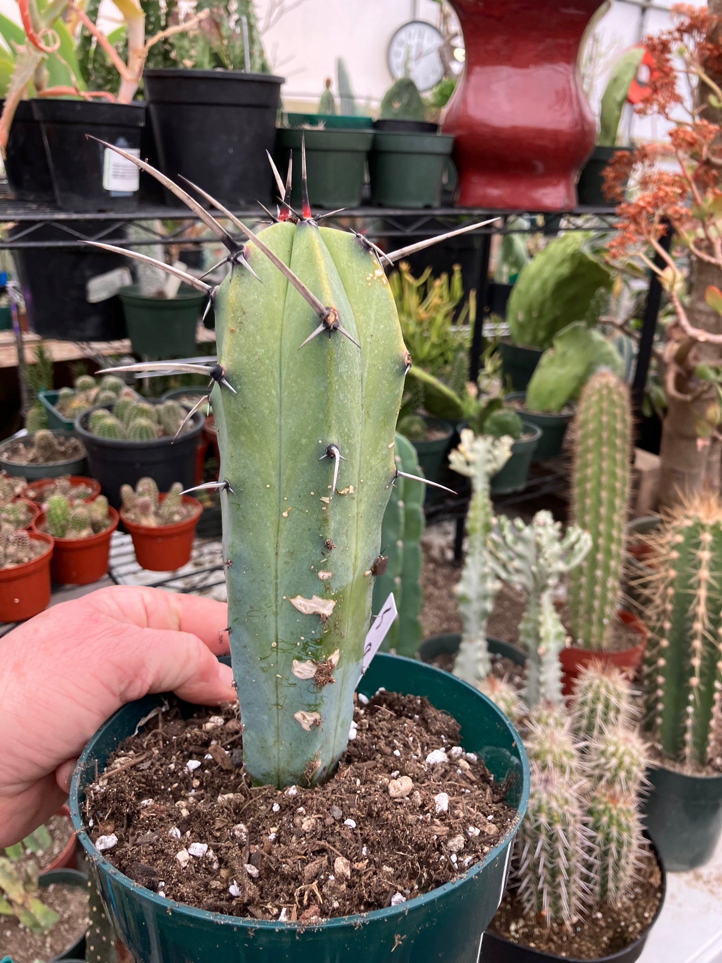 Myrtillocactus cochal Candelabra Cactus 8"Tall 2.5" Wide #5W