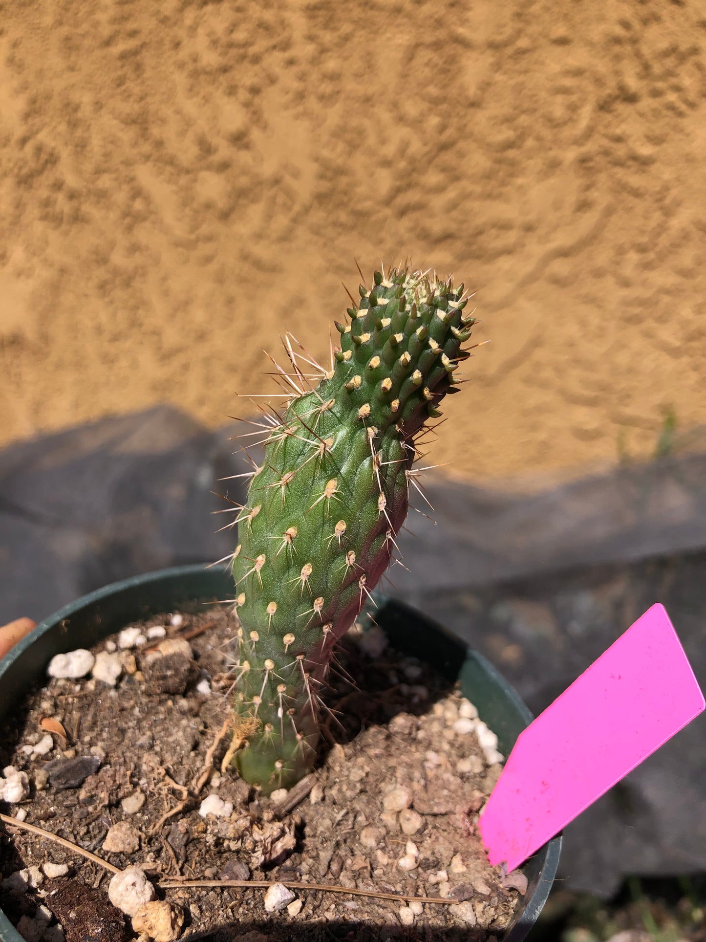 Cylindropuntia fulgida Cholla Boxing Glove Cactus Crest 3"Tall #P