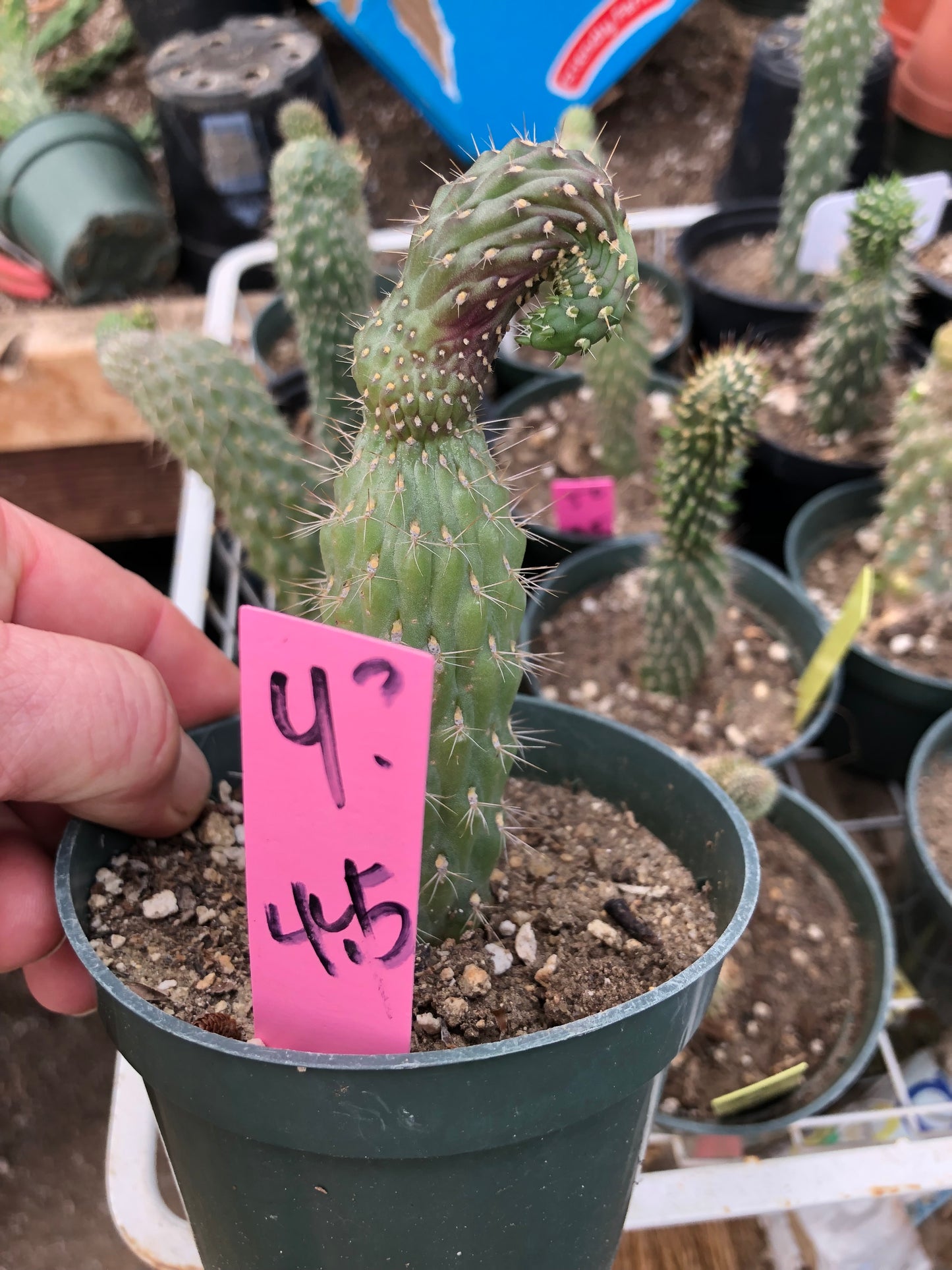 Cylindropuntia fulgida Cholla Boxing Glove Cactus Crest 4.5"Tall #4P