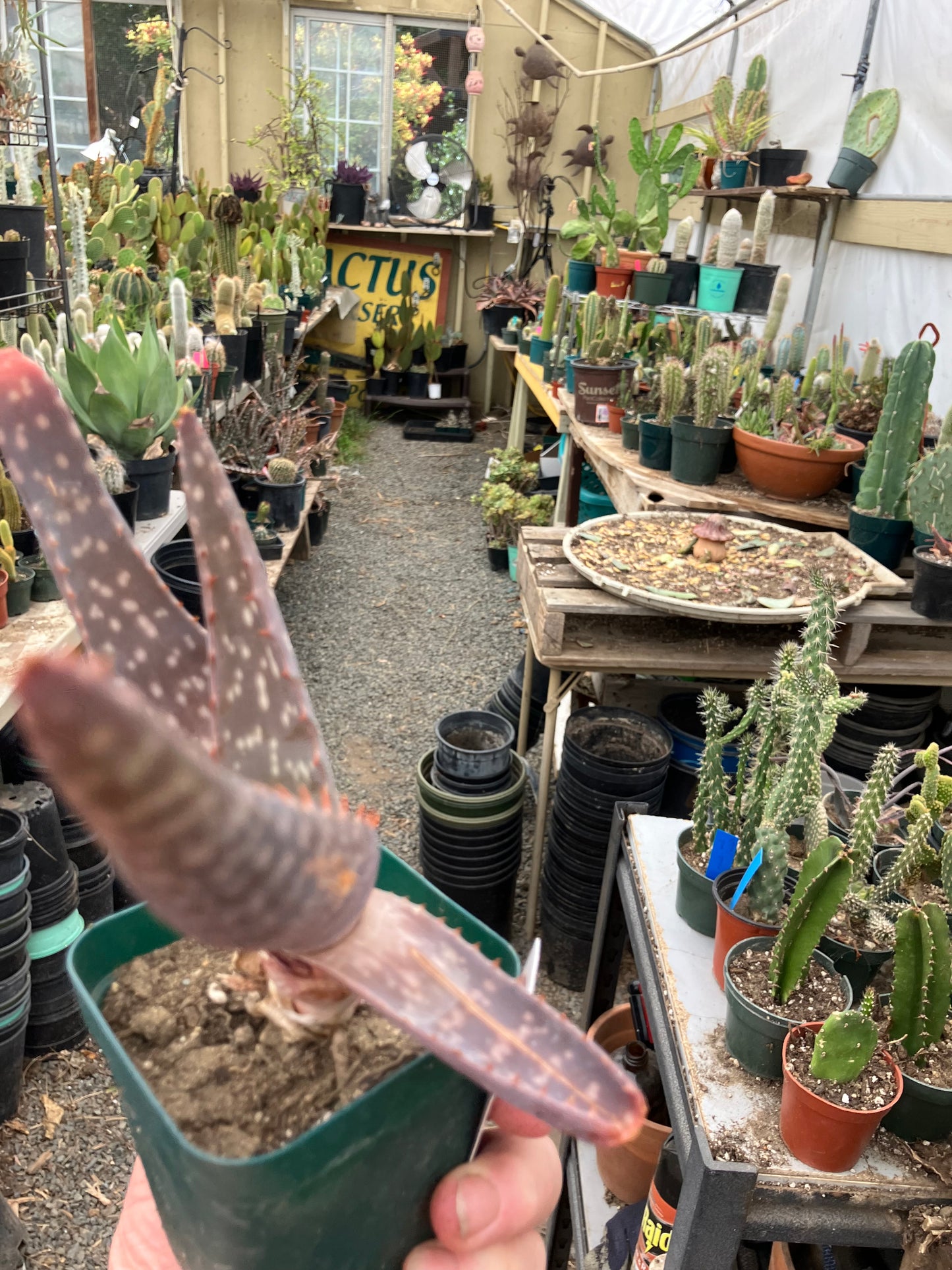 Aloe maculata Soap Aloe 7"Wide Succulent Cactus #7w