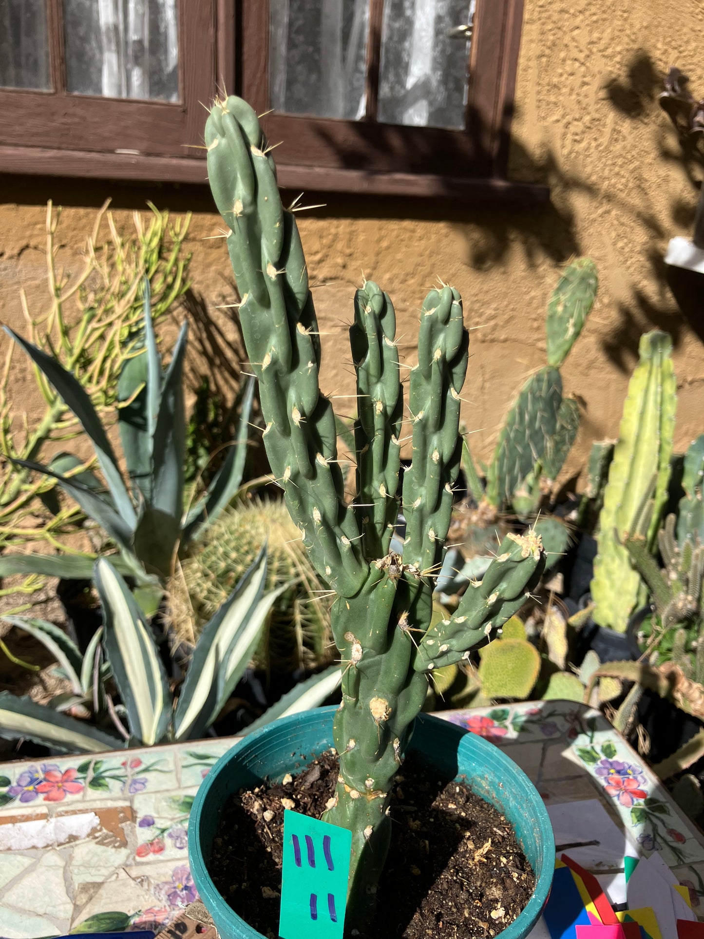 Cholla Cylindropuntia Buckhorn Cactus 11”Tall #111g