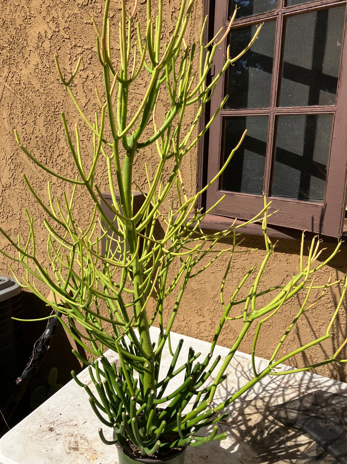Euphorbia tirucalli Pencil Cactus/Succulent 38"Tall 20"Wide #114W