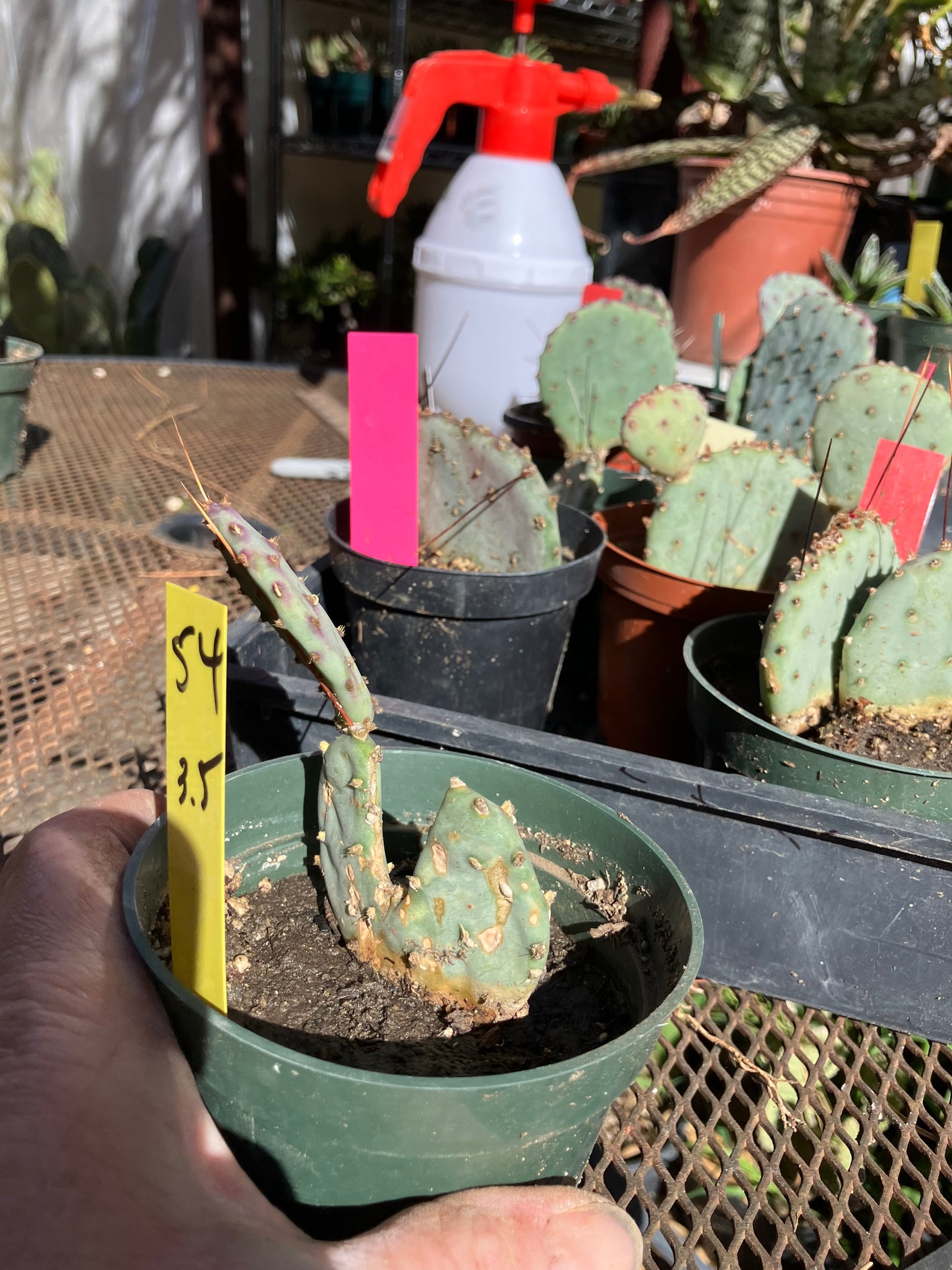 Opuntia Santa Rita Purple Prickly Pear 3.5”Tall #54Y