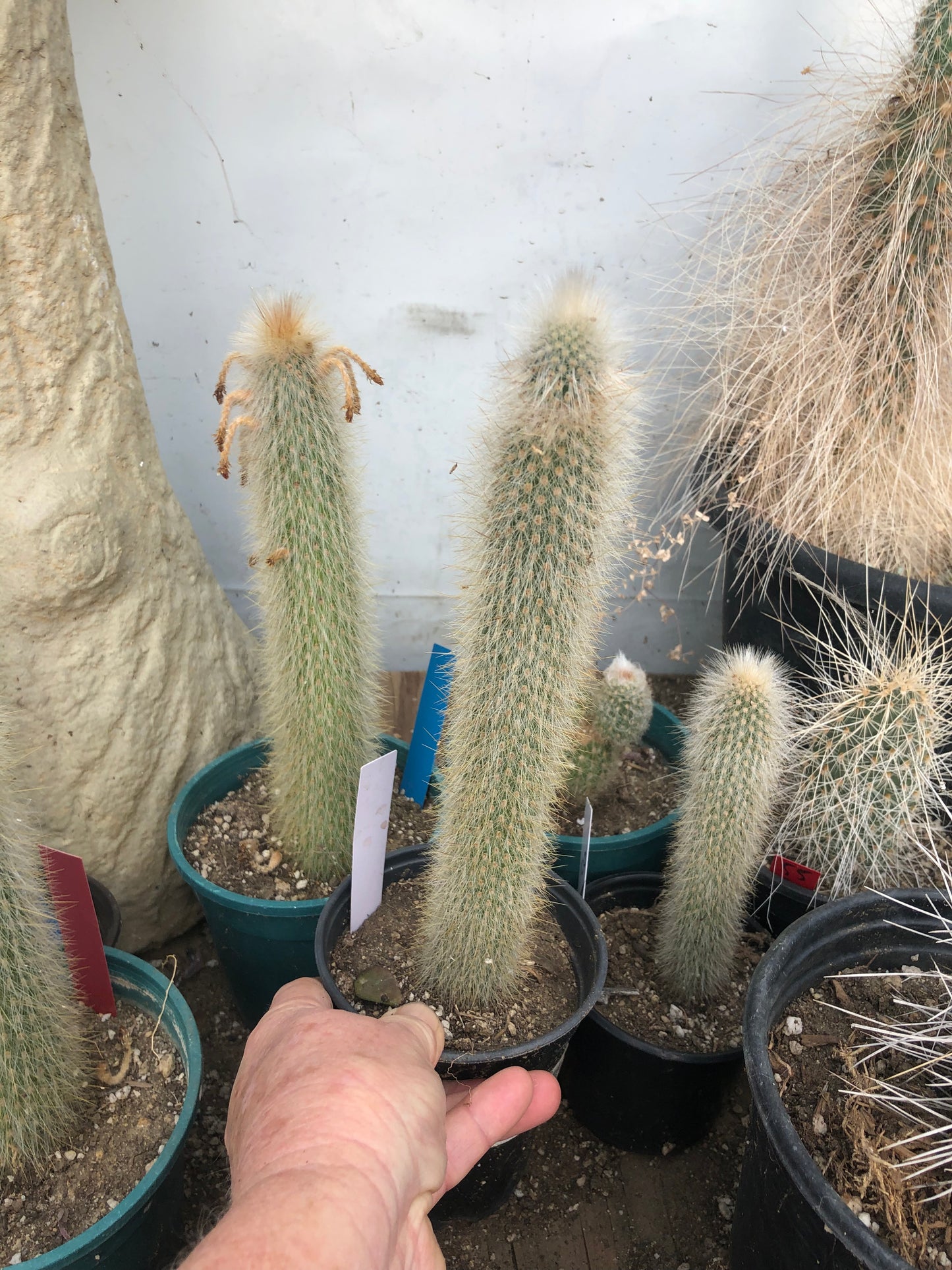 Cleistocactus Strausii Silver Torch Cactus 11”Tall #11W