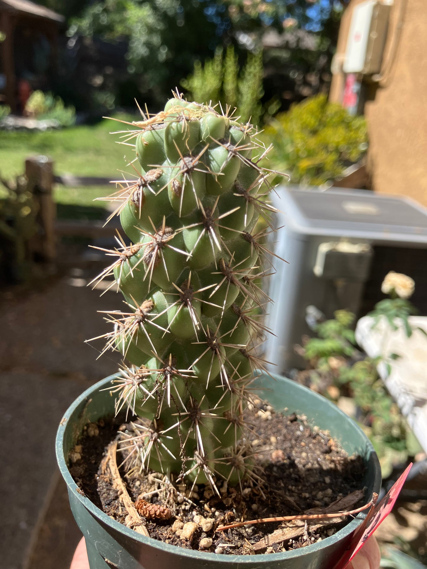 Cholla Cylindropuntia Buckhorn Cactus 5”Tall #52R