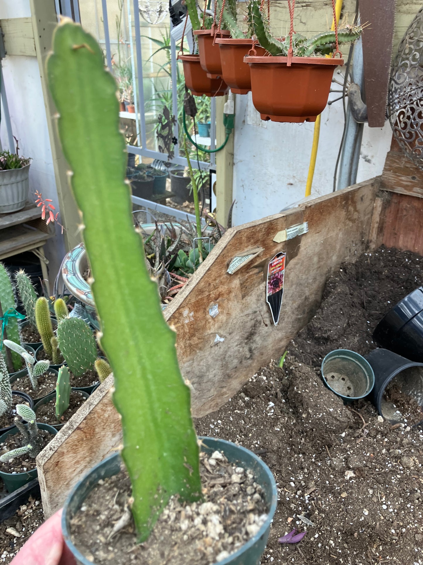 Dragon Fruit Plant Rooted Pitaya or Pitahaya 16" Tall #969G