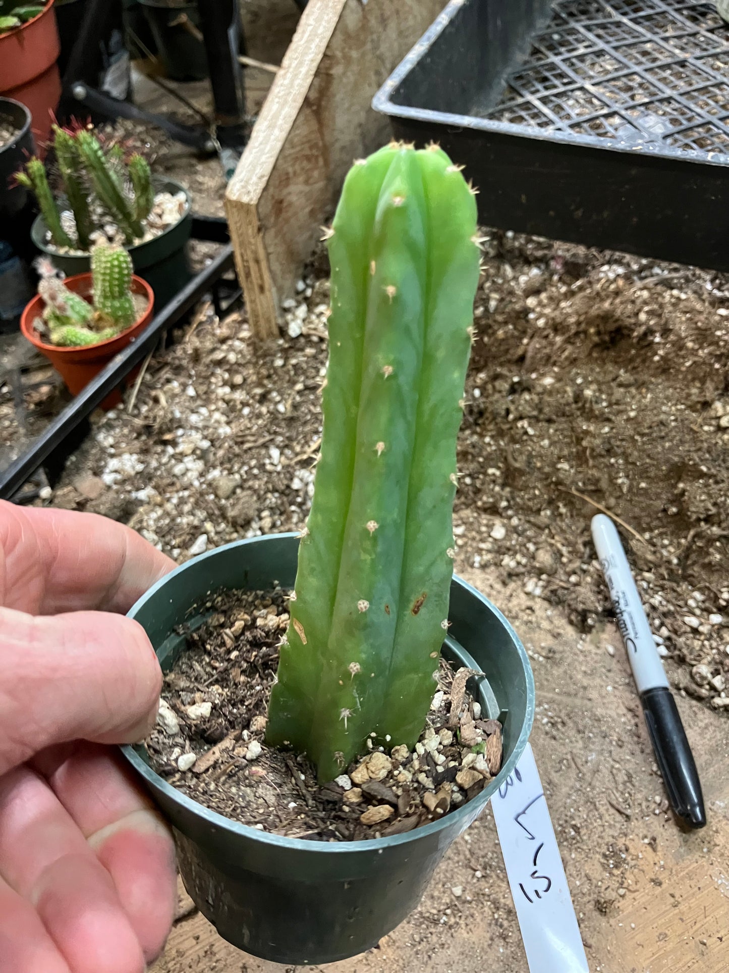 San Pedro Cactus - Trichocereus pachanoi 5"Tall #288W