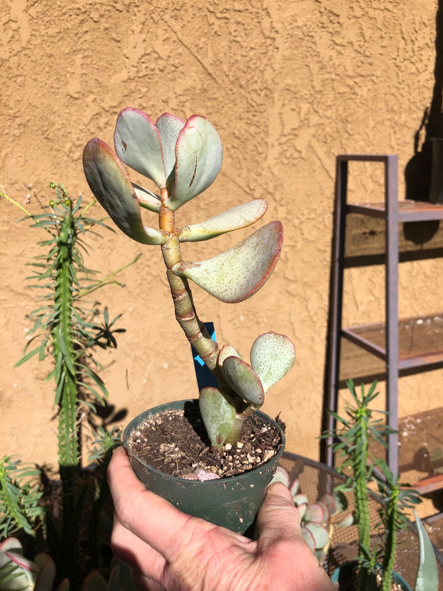 Crassula arborescens Silver Dollar 8”Tall #888B*