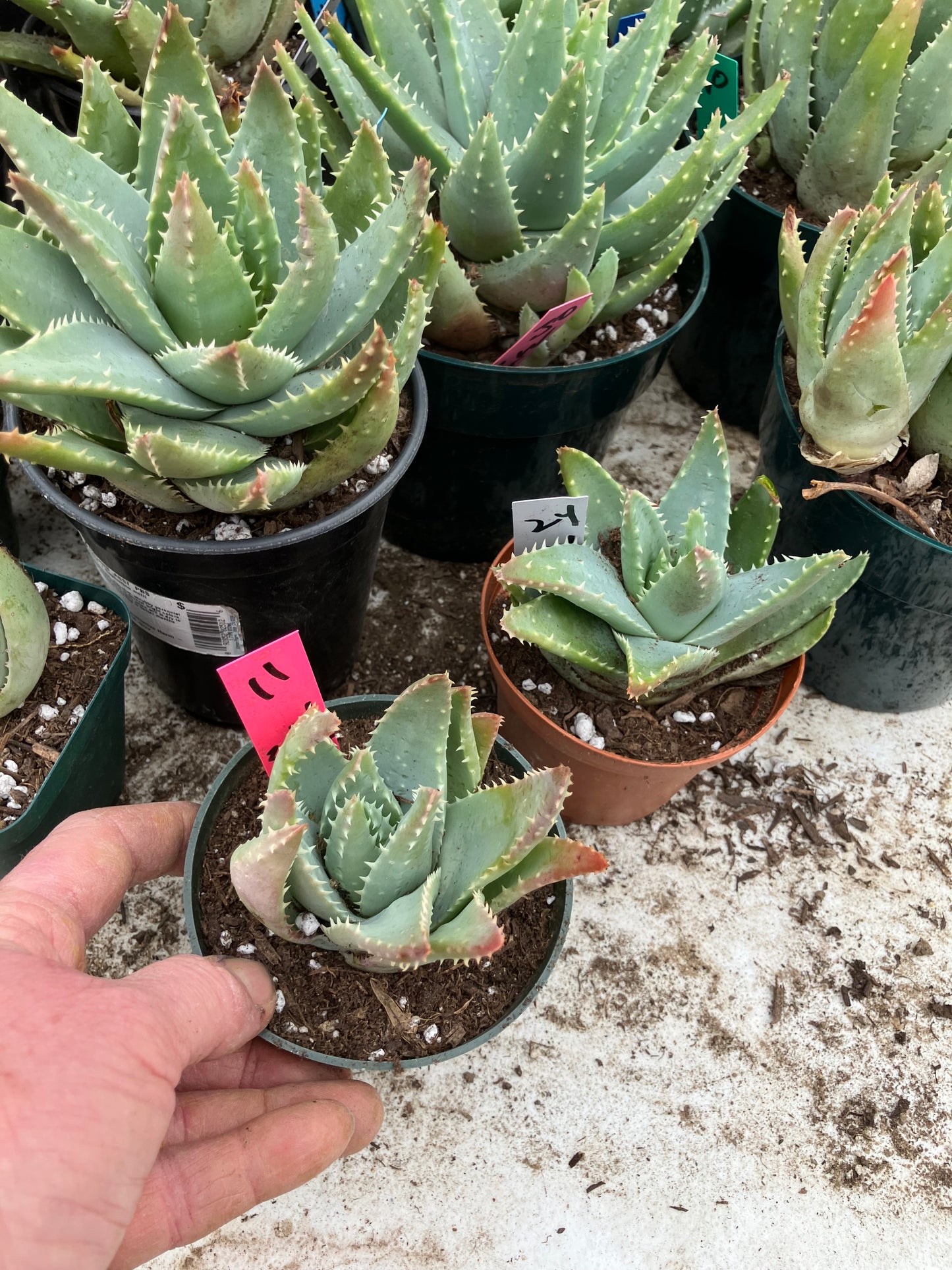 Aloe Brevifolia Short Leaf Aloe Succulent 3.5"W 3.5"Tall #11P