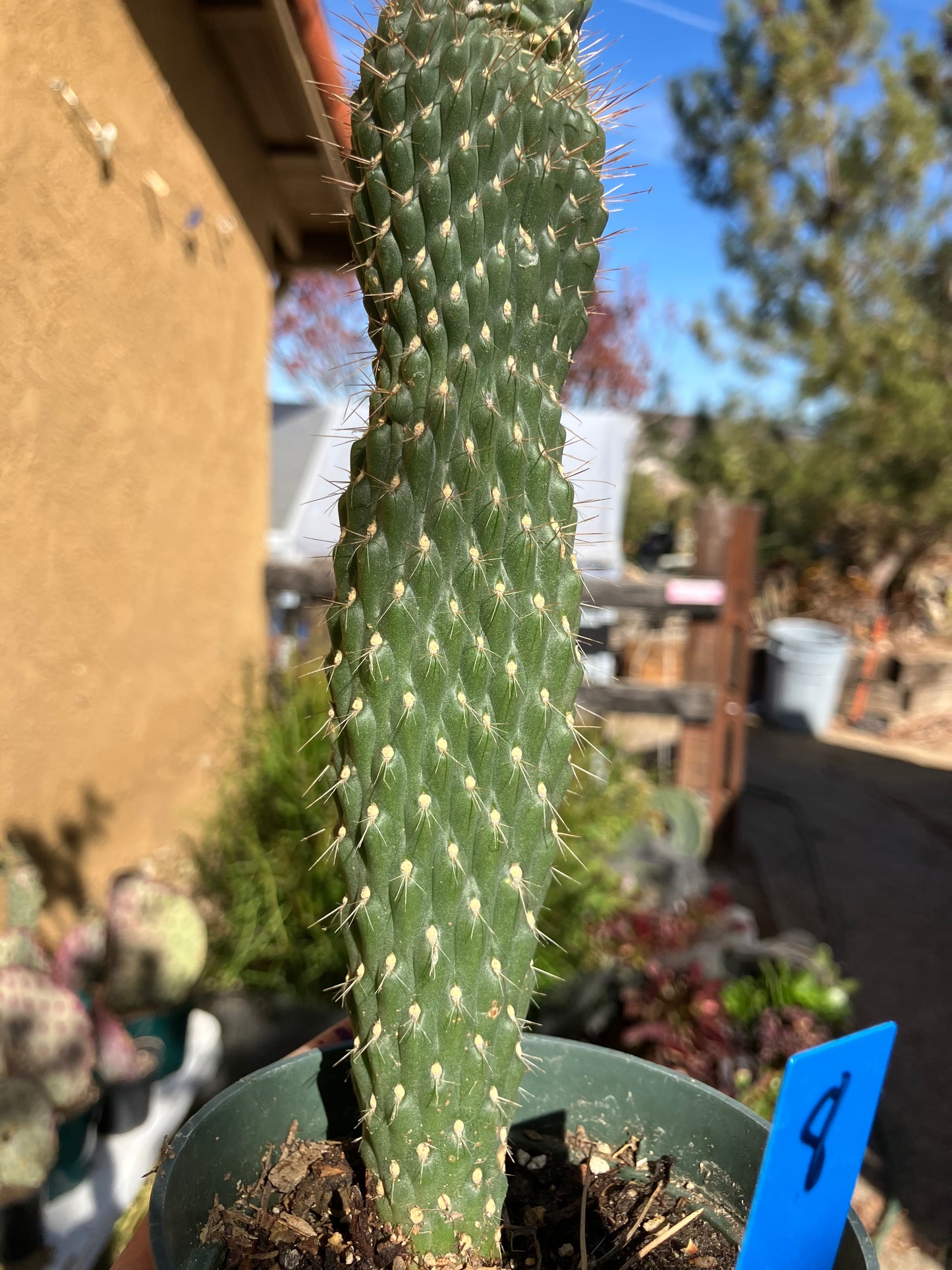 Cylindropuntia fulgida Cholla Boxing Glove Cactus Crest 8"Tall #8B*