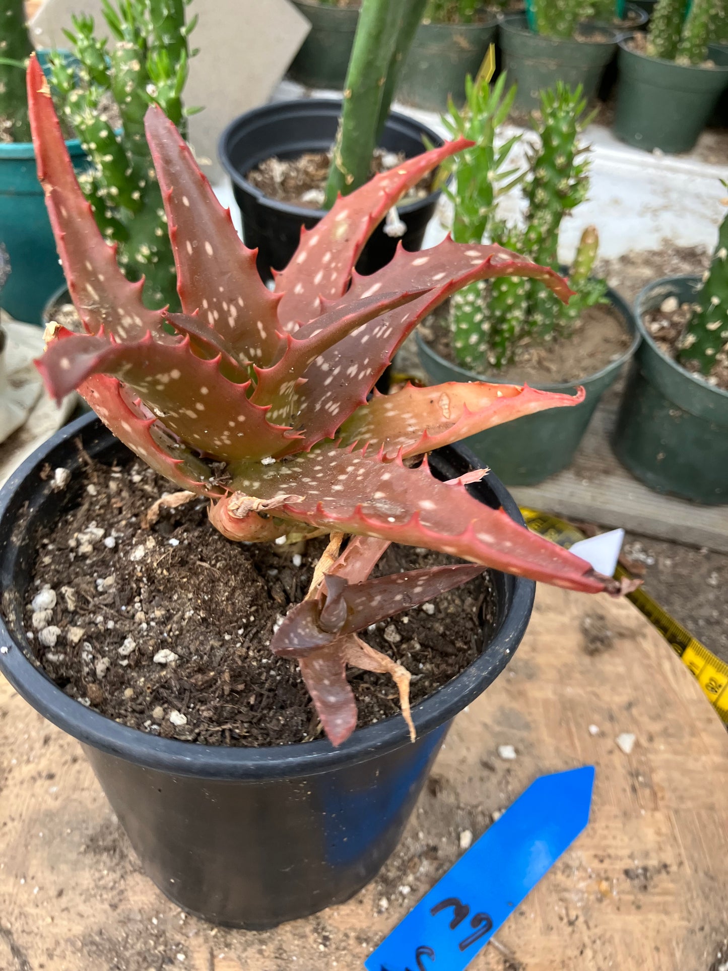 Aloe Hybrid Night Sky Reddens with Extreme temps 6"Wide This Exact Plant #5B