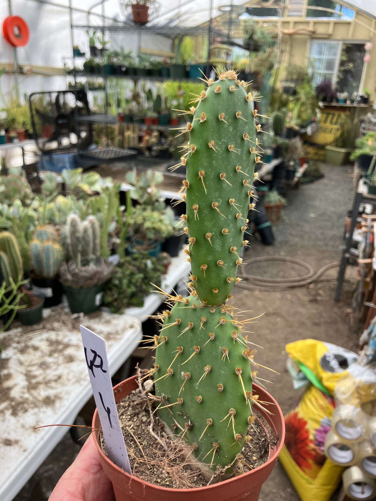 Opuntia engelmannii "Texas Prickly Pear" 6"Tall #622W