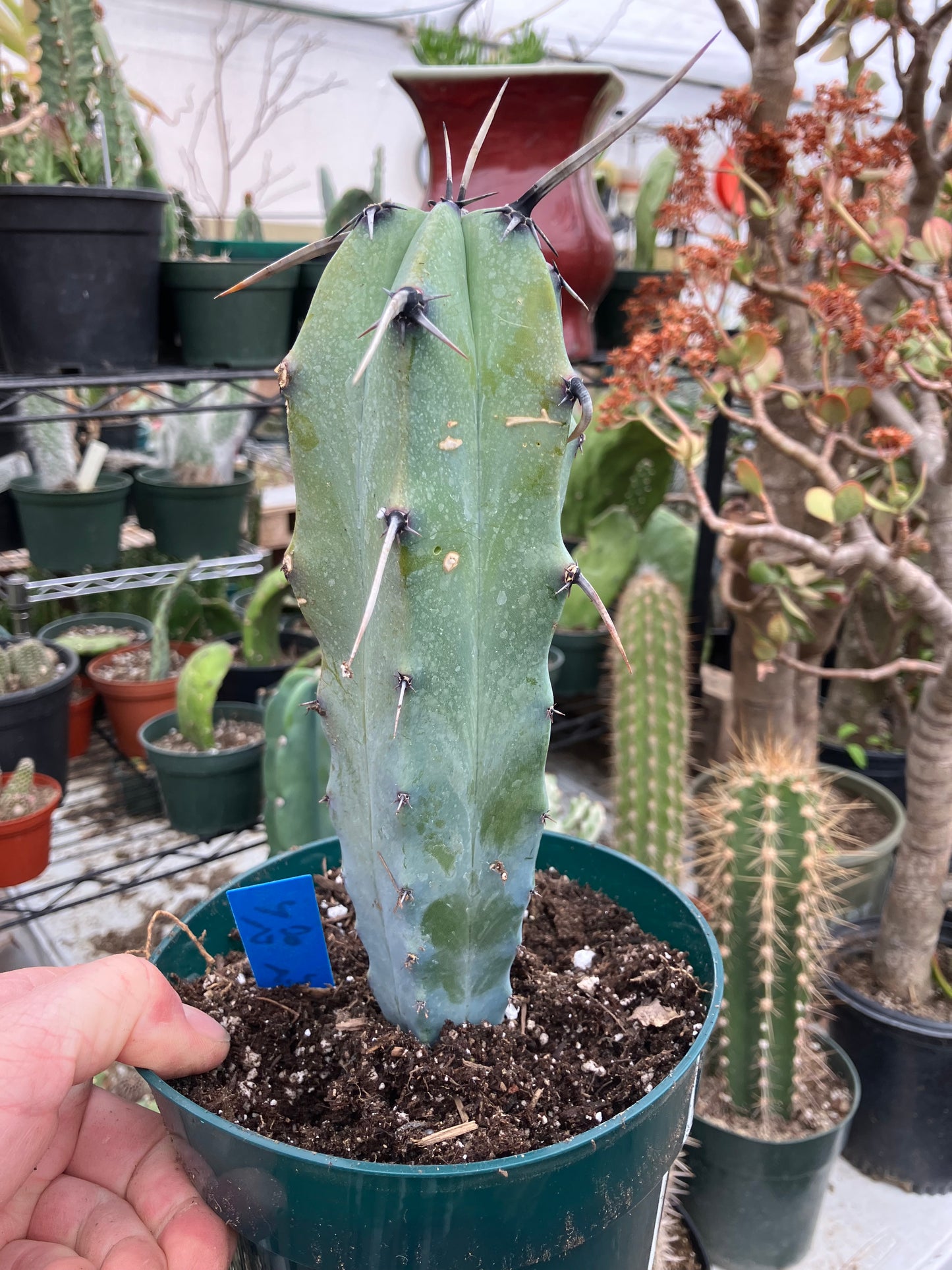 Myrtillocactus cochal Candelabra Cactus 8.5"Tall 2.5" Wide #2B