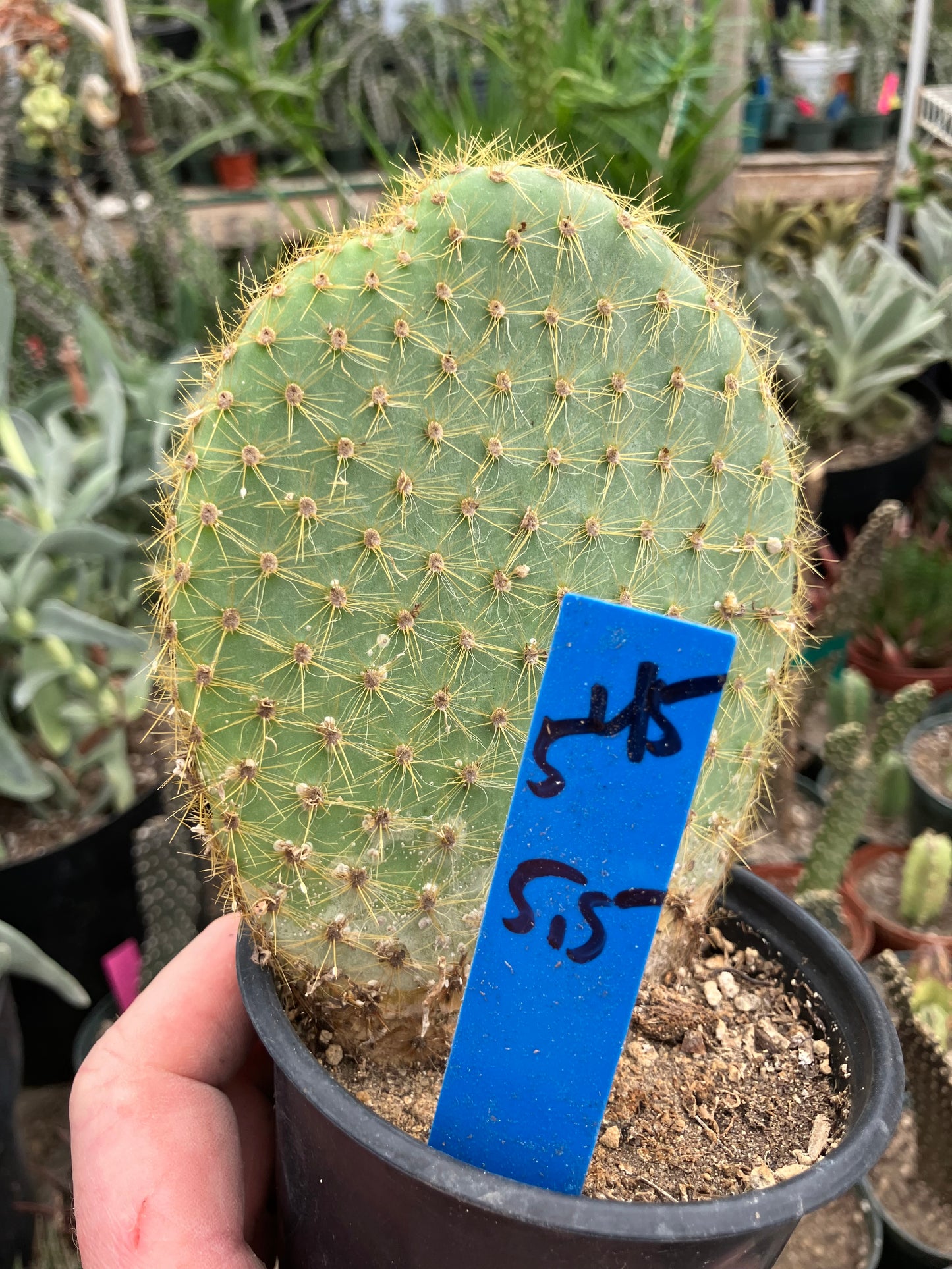 Opuntia scheerii Prickly Pear 5.5"Tall #545B