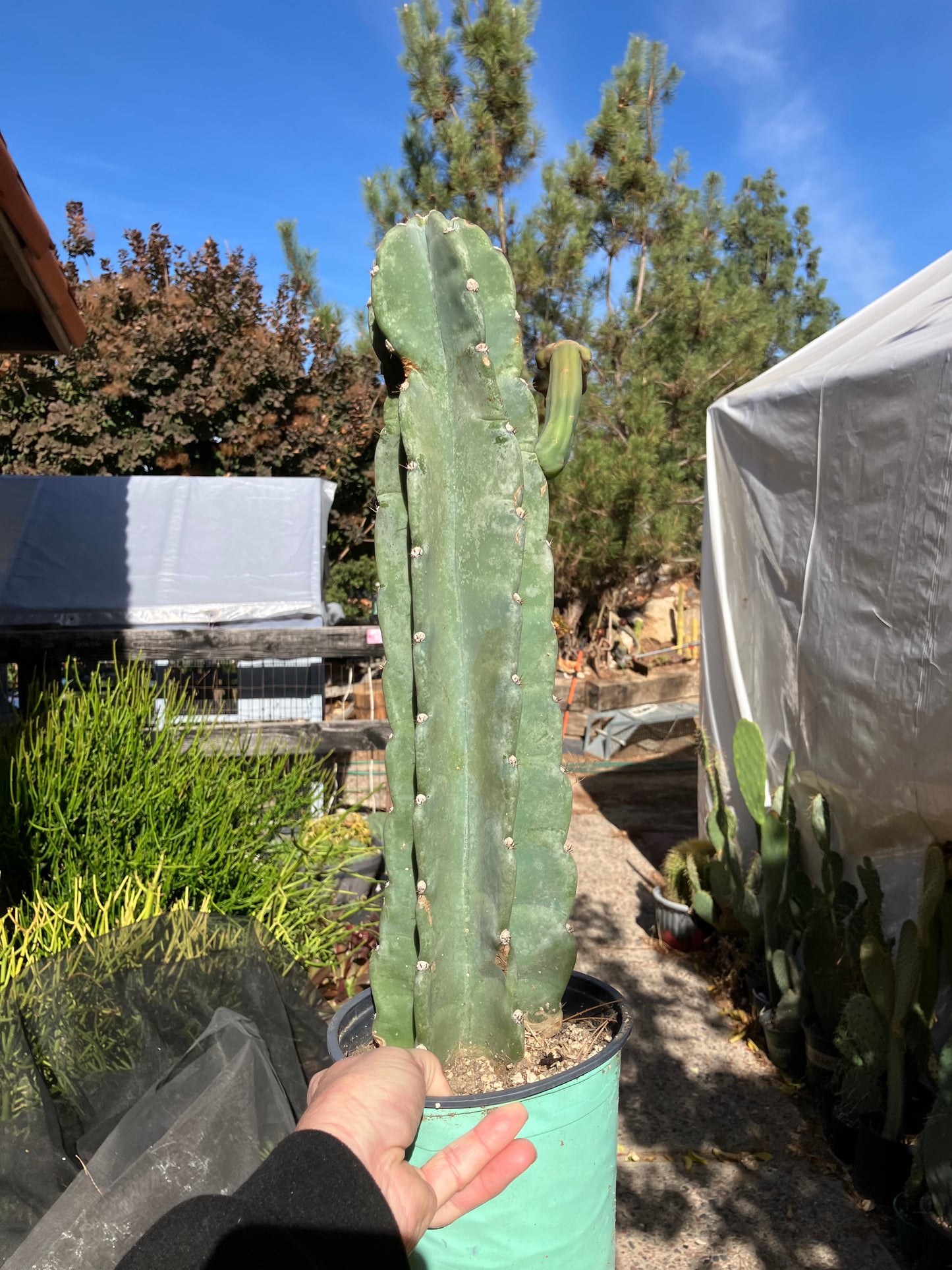 Cereus Peruvianus Night Blooming 17”Tall
