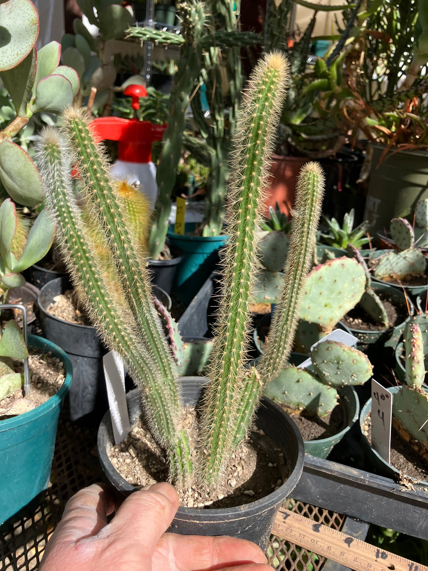 Corryocactus erectus "Red Hot Chili Poker" 10"Tall 6"Wide #010W