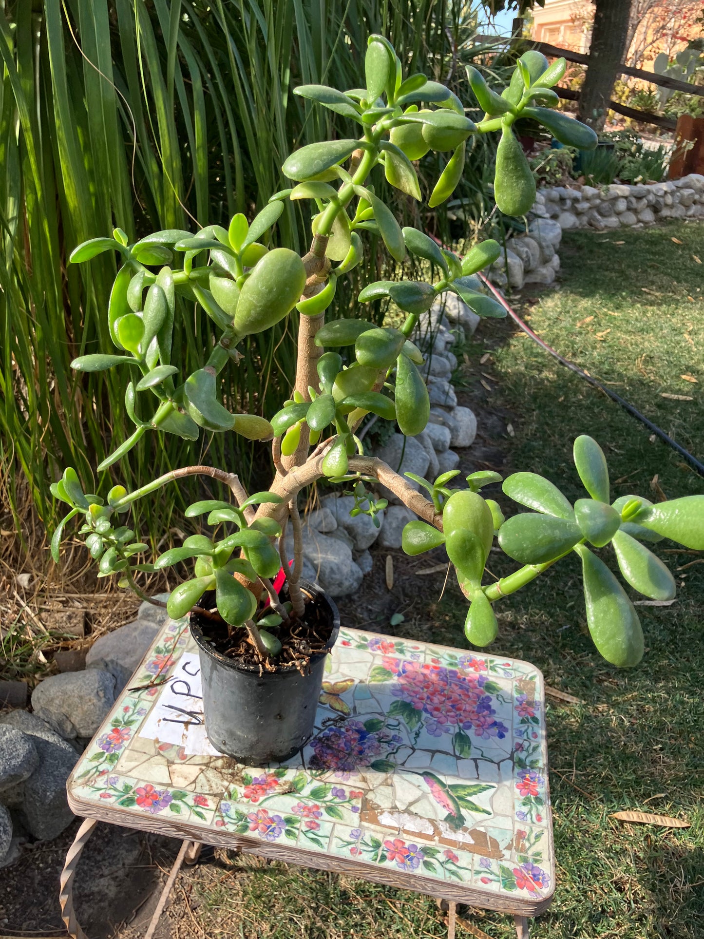Crassula Ovata Money Jade 23”T 13"W #4P