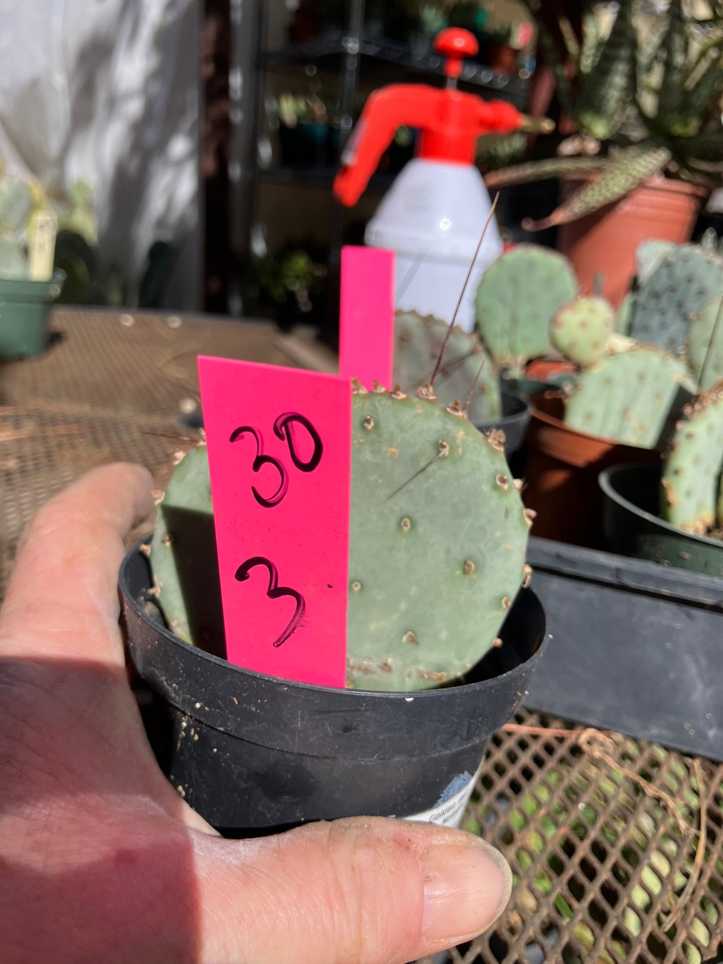 Opuntia Santa Rita Purple Prickly Pear 3”Tall #30P