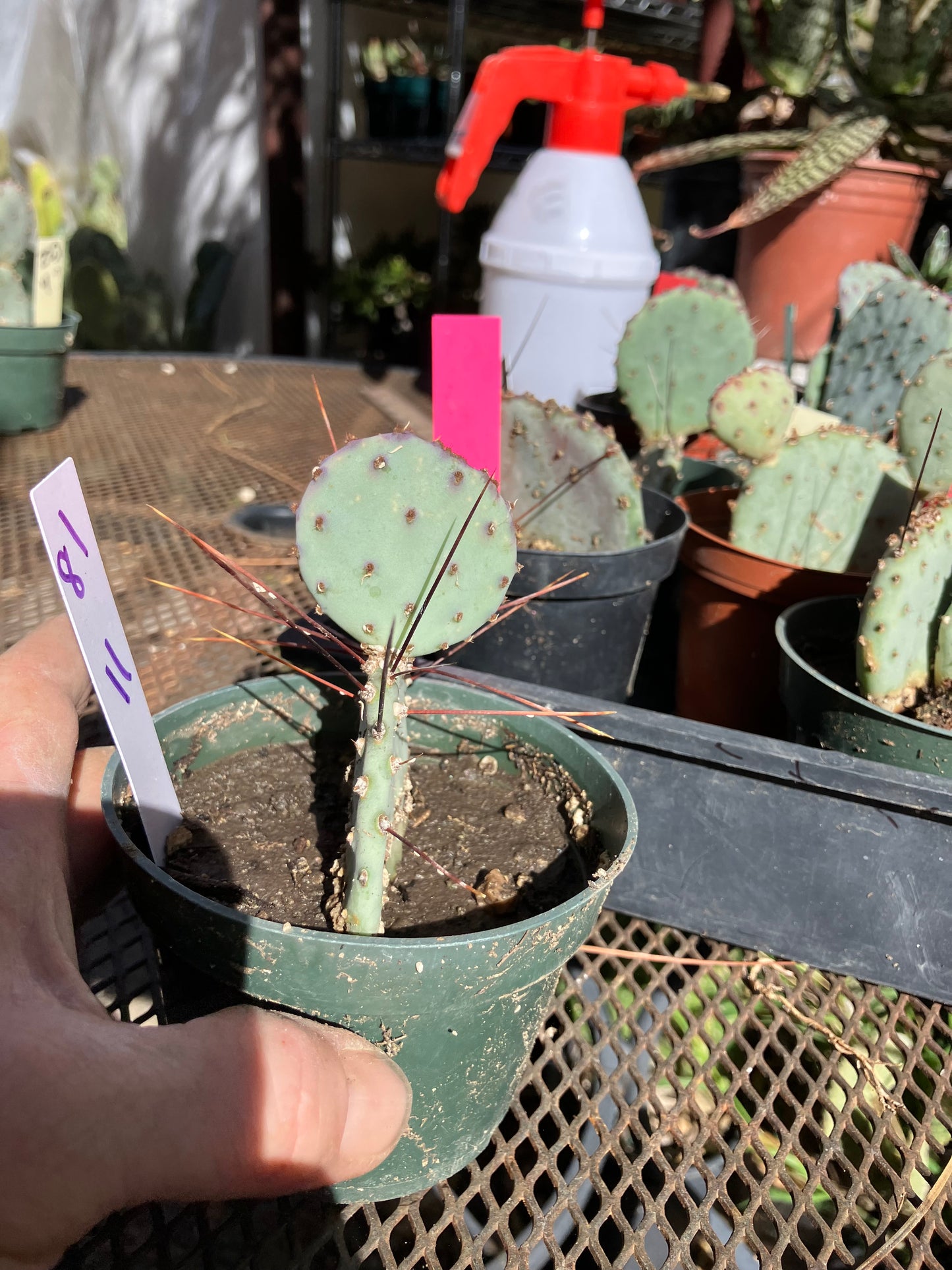 Opuntia Santa Rita Purple Prickly Pear 3.5”Tall #81W