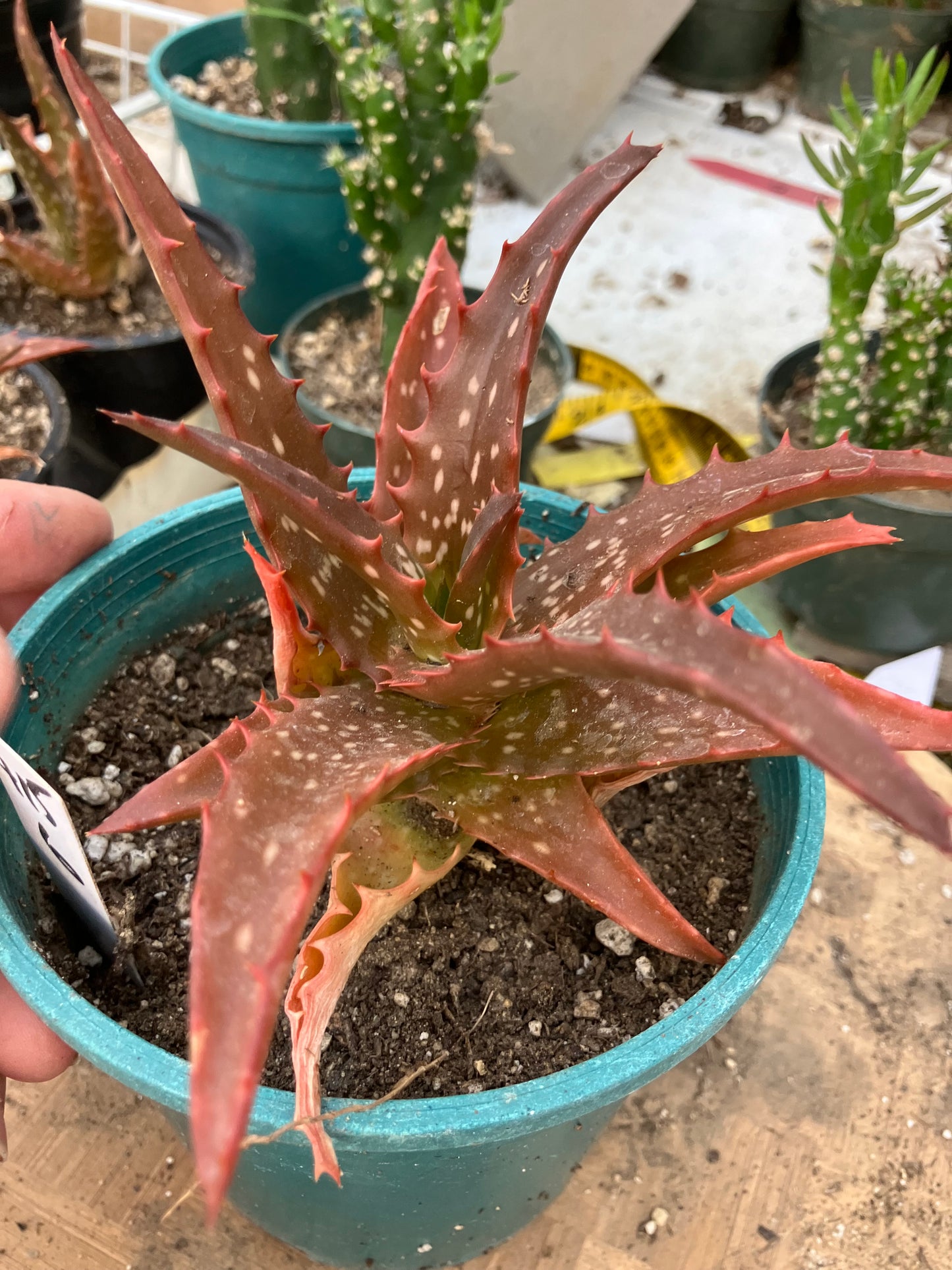 Aloe Hybrid Night Sky Reddens with Extreme temps 6"Wide This Exact Plant #415W