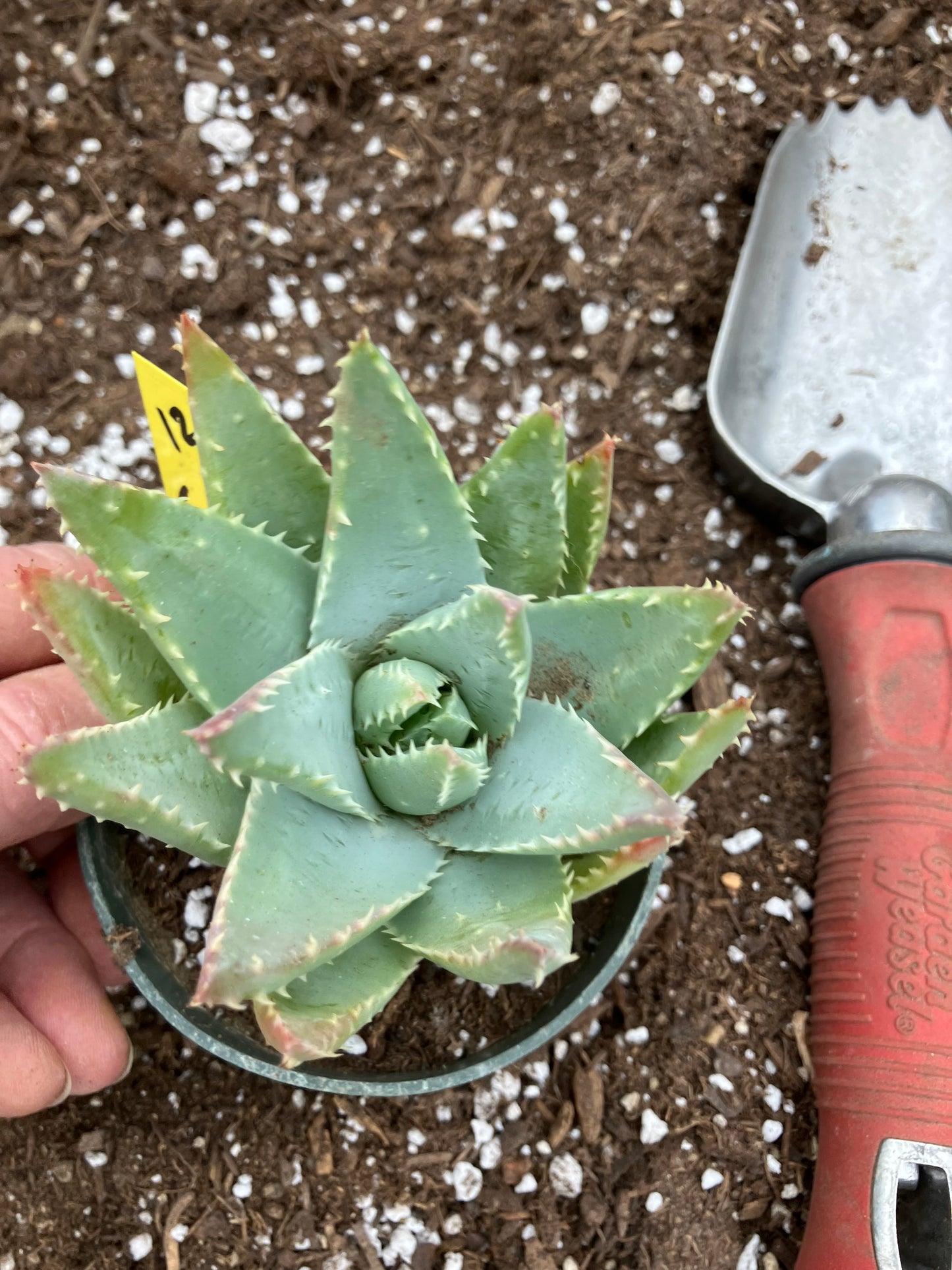 Aloe Brevifolia Short Leaf Aloe Succulent 3.5"W 3.5"Tall #12Y