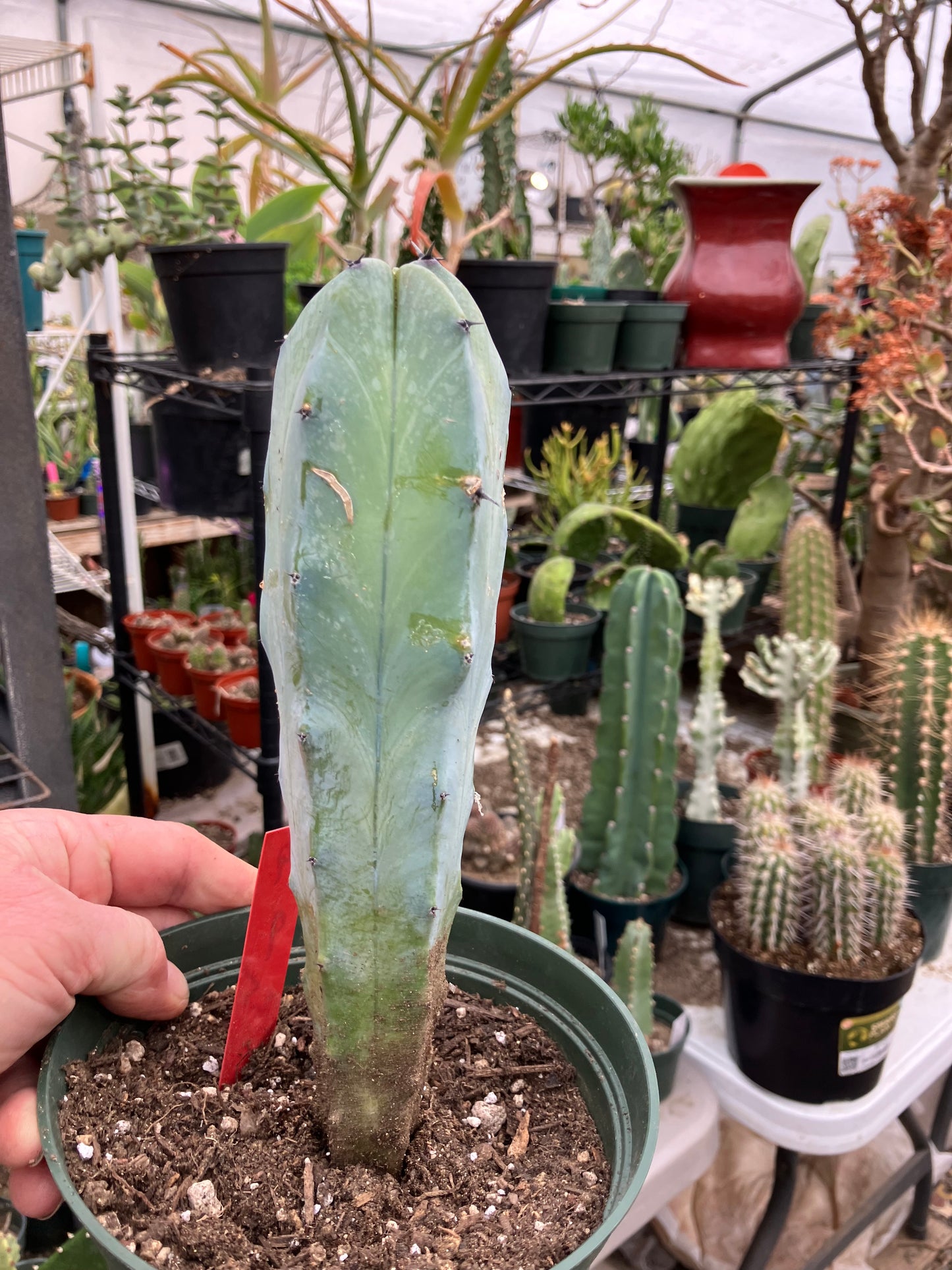 Myrtillocactus cochal Candelabra Cactus 9"Tall 2.5" Wide #9R