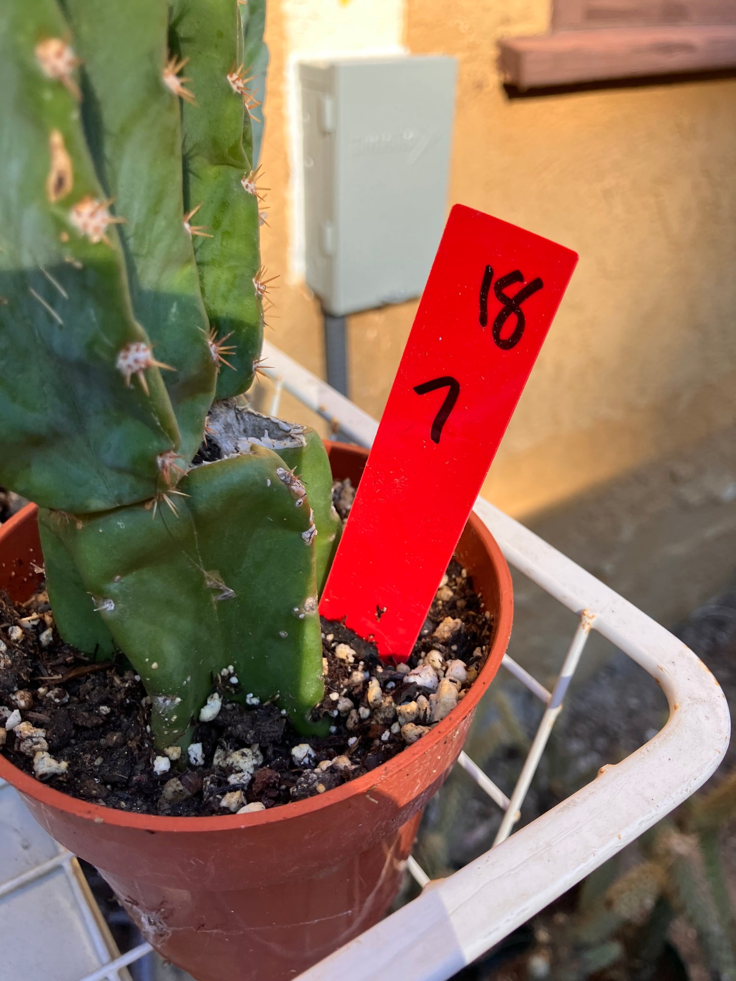 San Pedro Cactus - Trichocereus pachanoi 7"Tall #18R