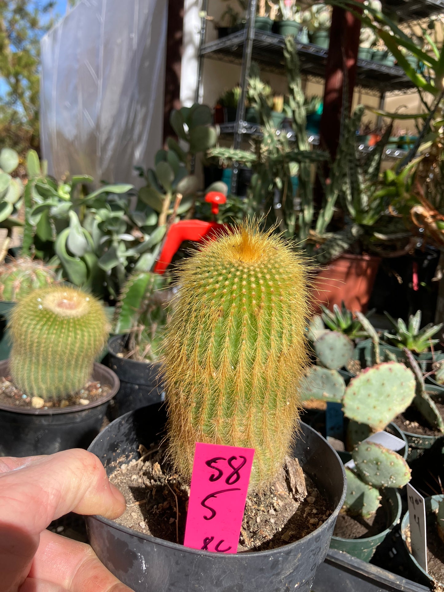 Notocactus leninghausii 5"Tall Cactus #58P