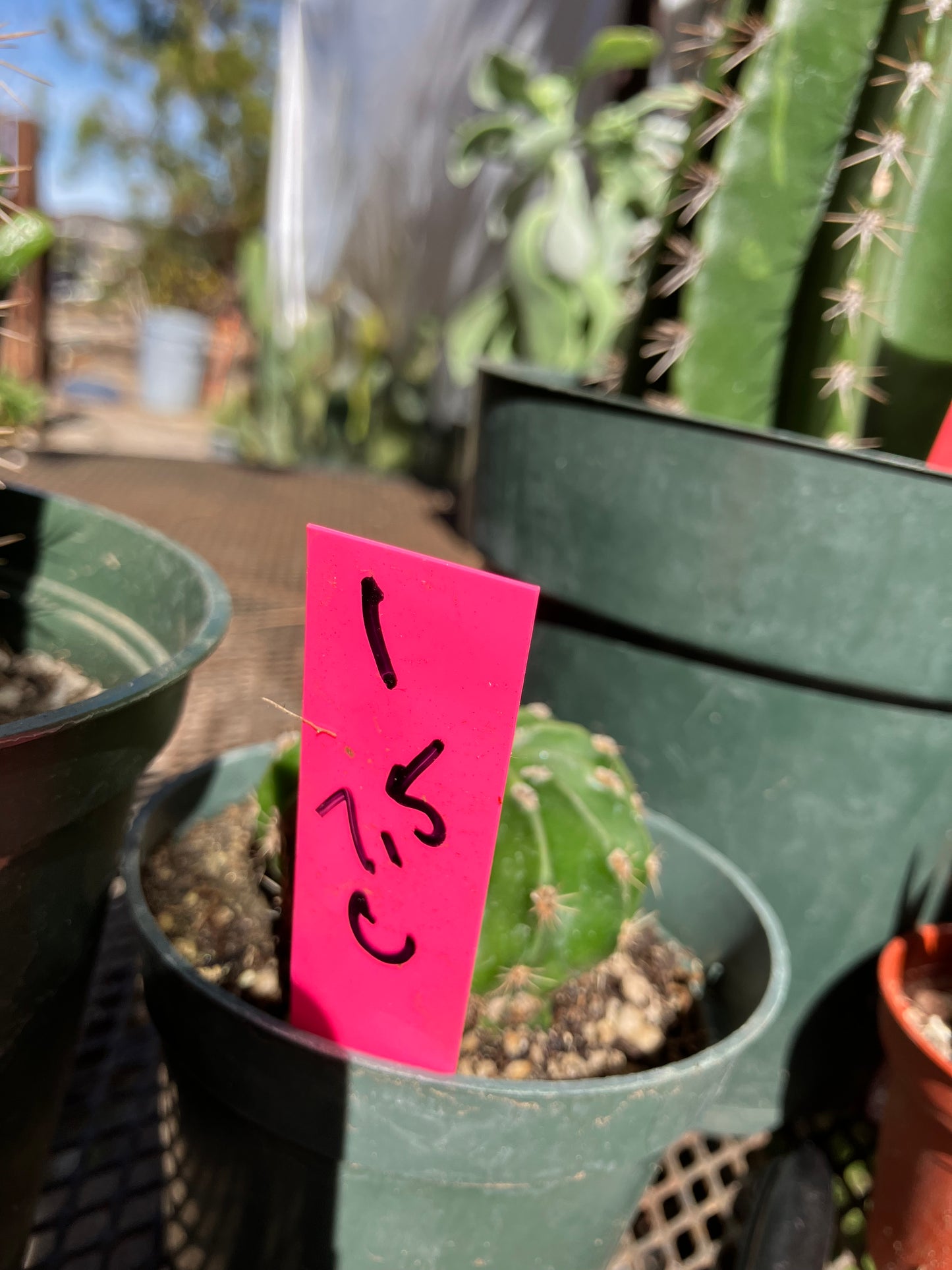 Echinopsis oxygona Salmon Easter Lily 7.5"Circumference #1P