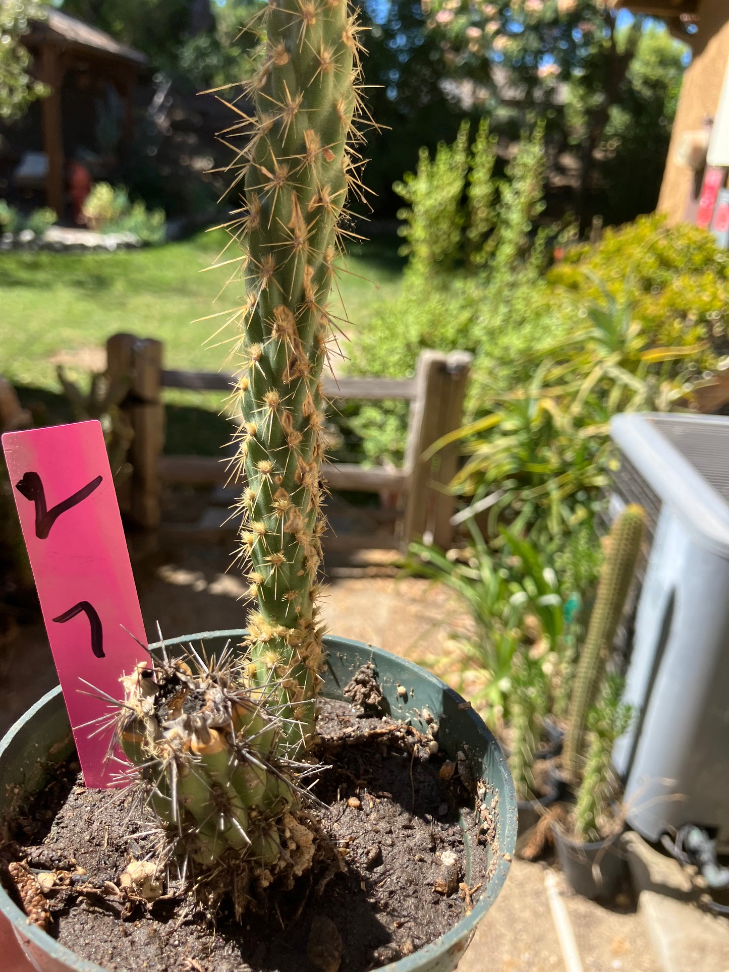 Cholla Cylindropuntia Buckhorn Cactus 7”Tall #2P