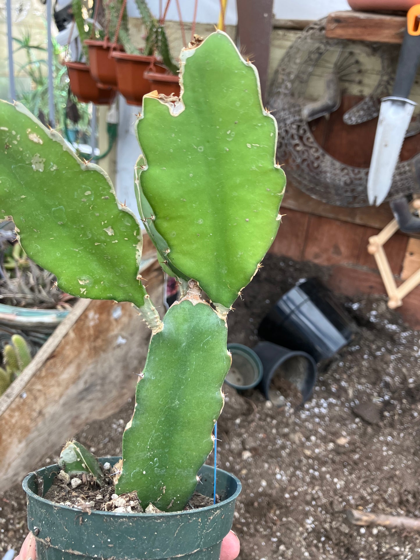 Dragon Fruit Plant Rooted Pitaya or Pitahaya 9" Tall #68B