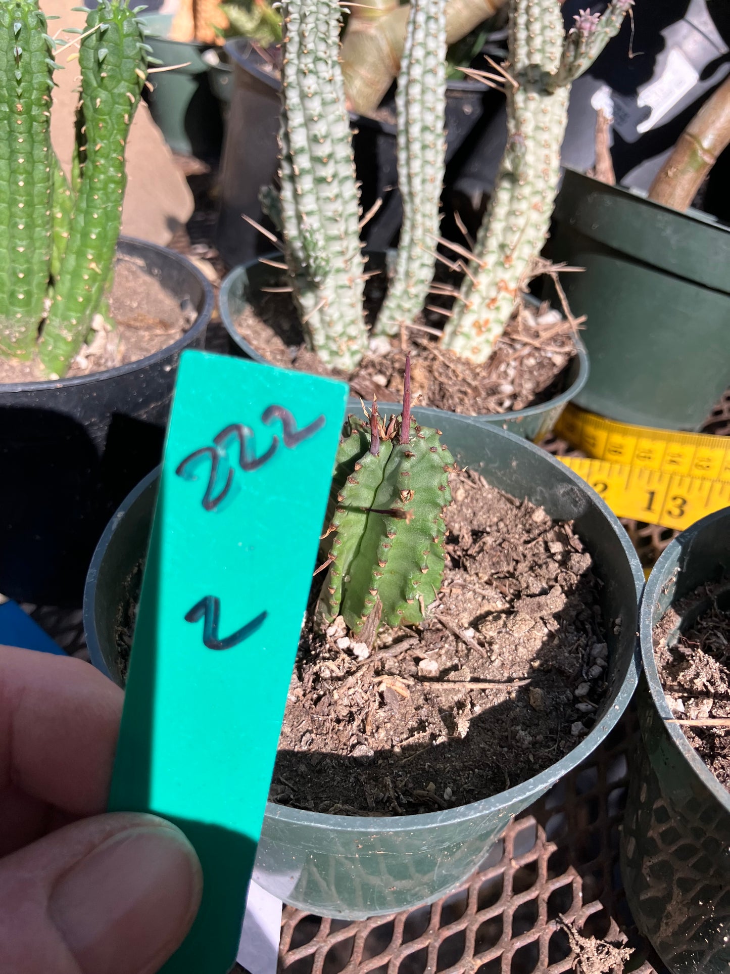 Euphorbia Horrida Noorsveldensis 2" Tall #222G