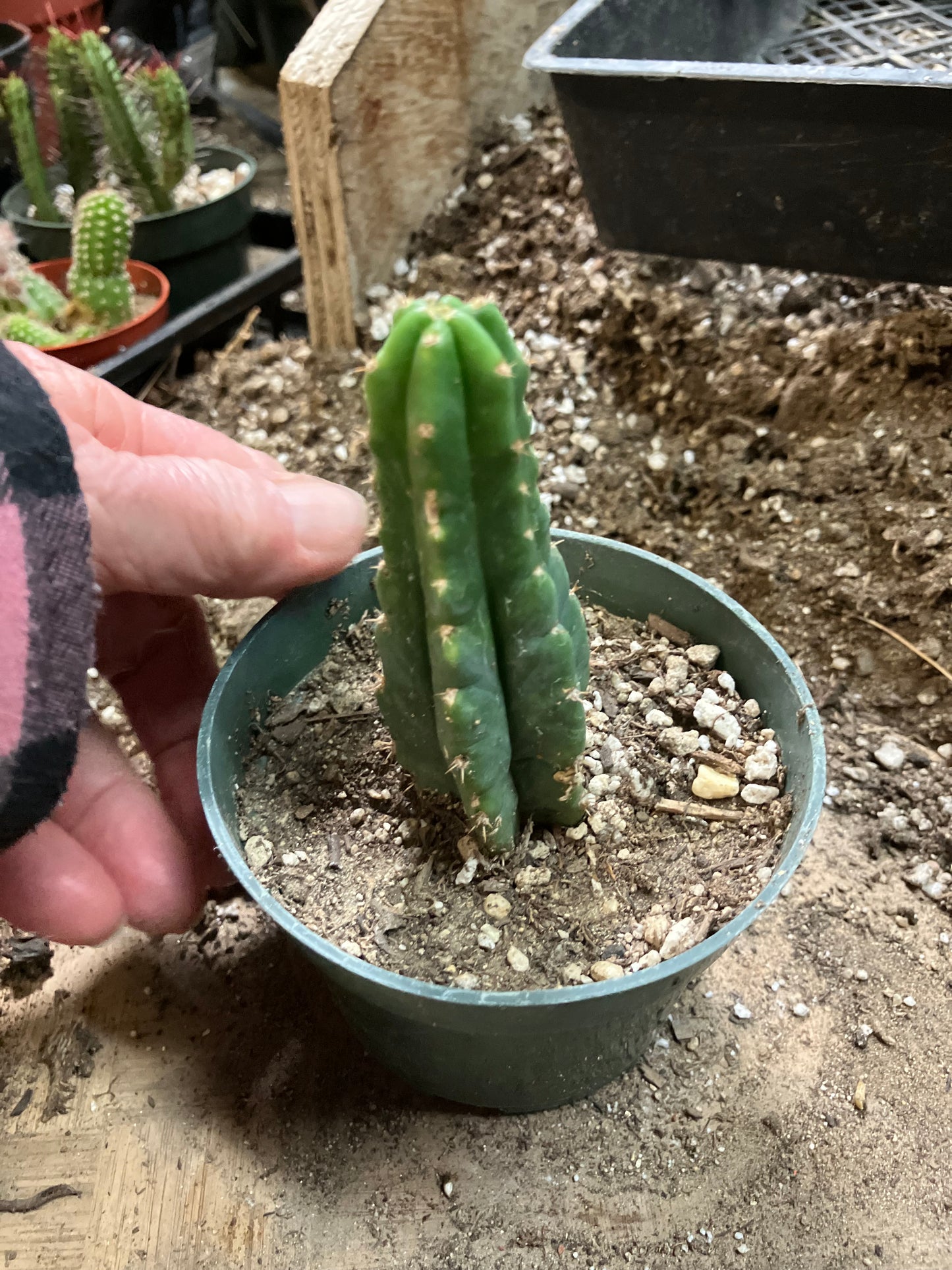San Pedro Cactus - Trichocereus pachanoi 3.5" Tall #33W