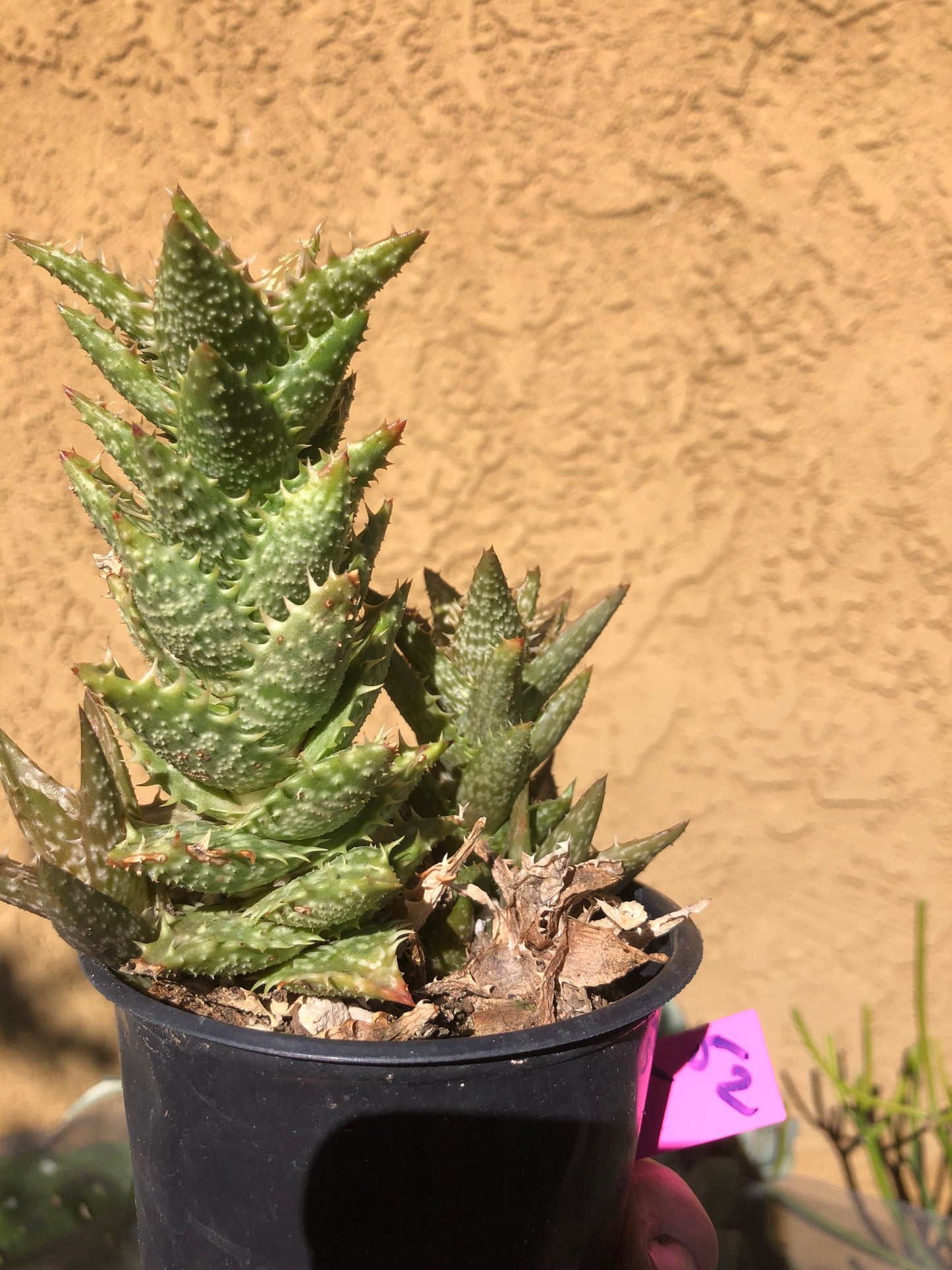 Aloe juvenna Tiger Tooth 5"Tall #52P