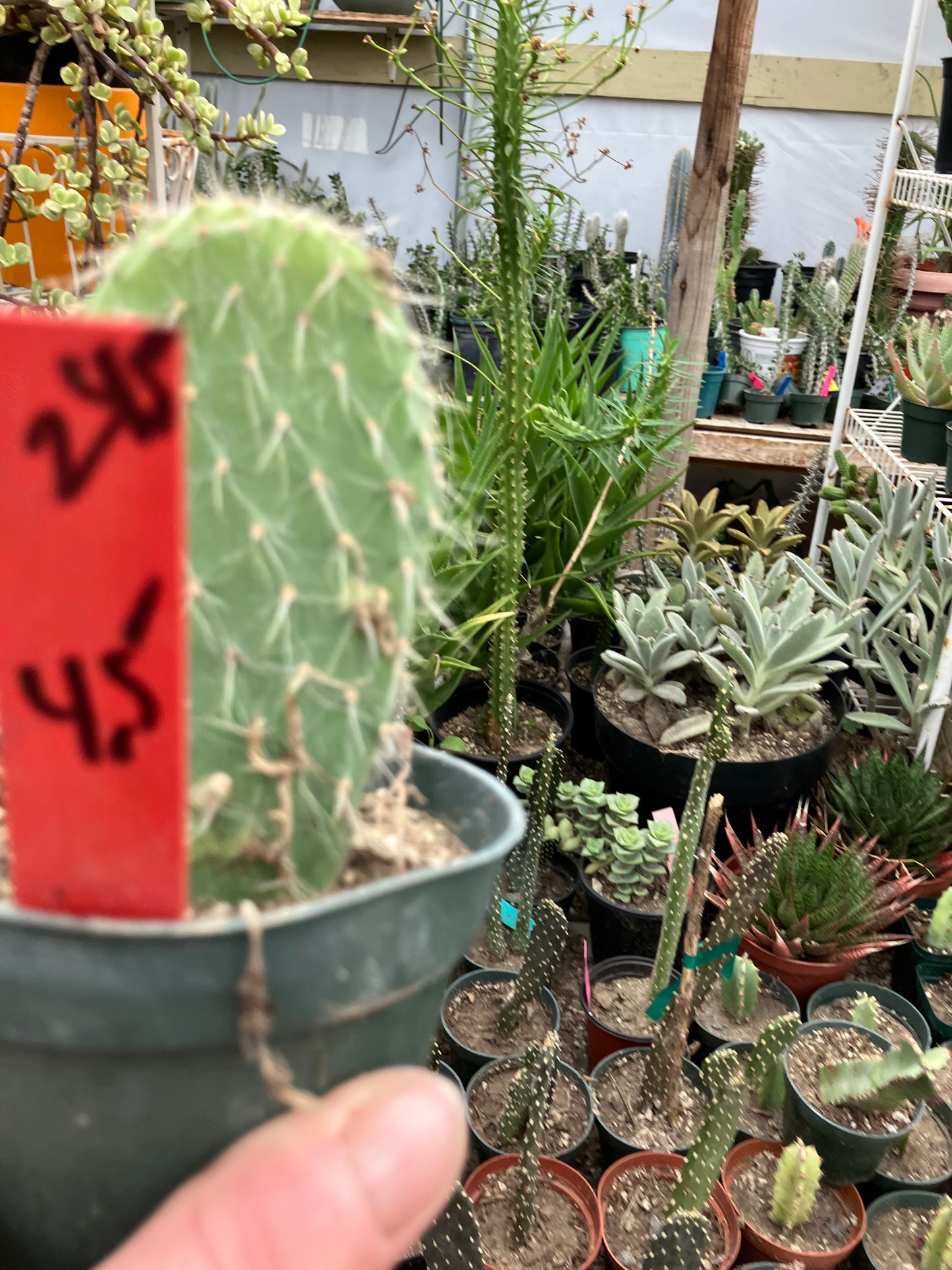 Opuntia pailana "White Thorned" 4.5"Tall #245R