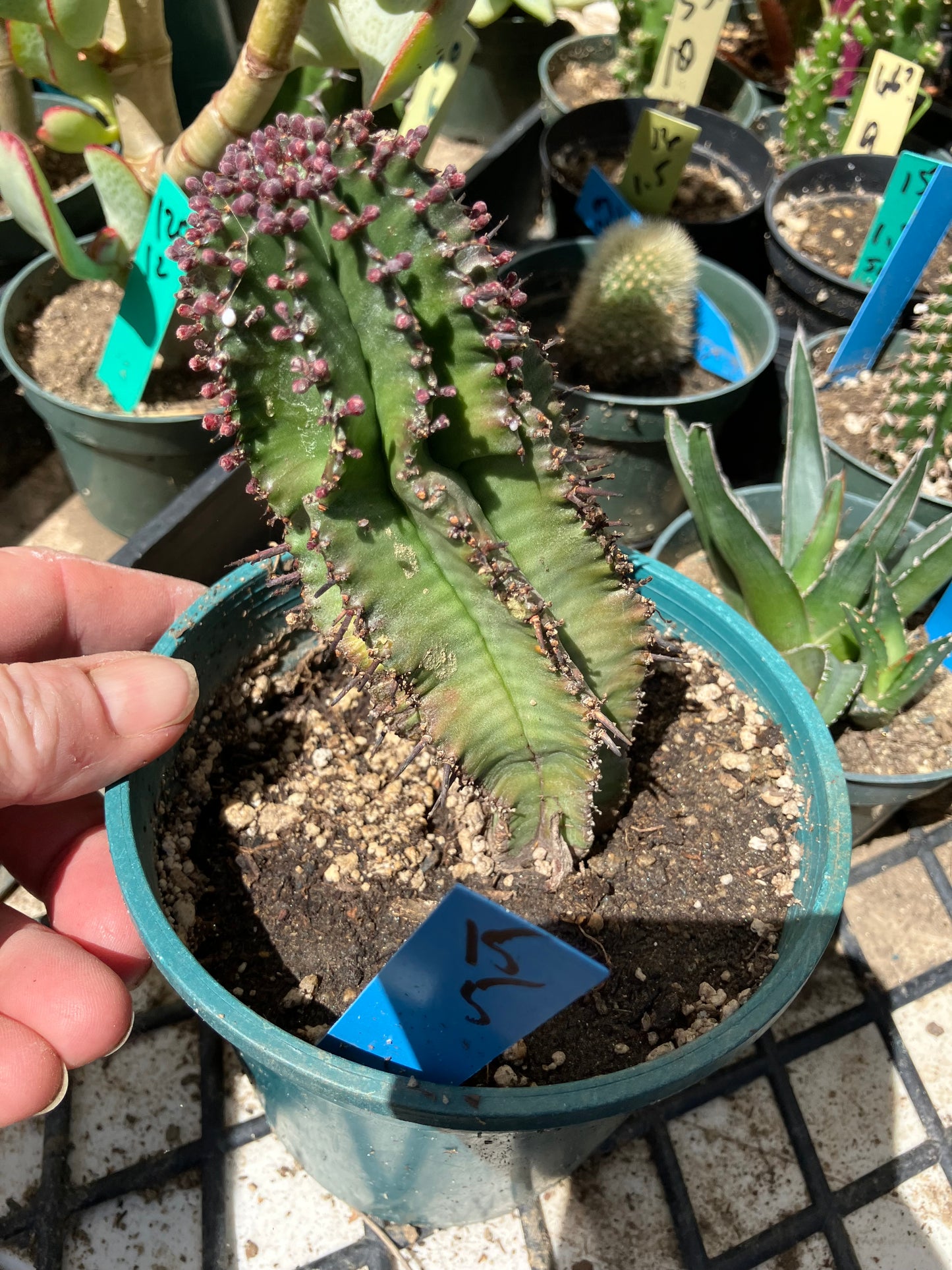 Euphorbia anoplia Green Tanzanian Zipper 5"Tall #15B