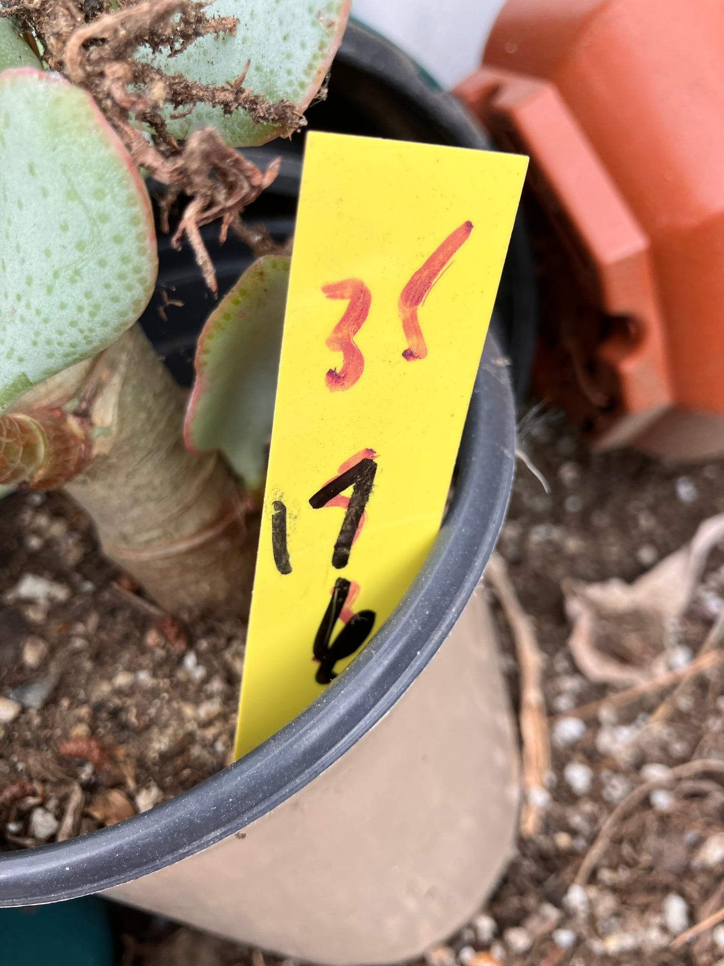 Crassula arborescens Silver Dollar 17"Tall #35Y